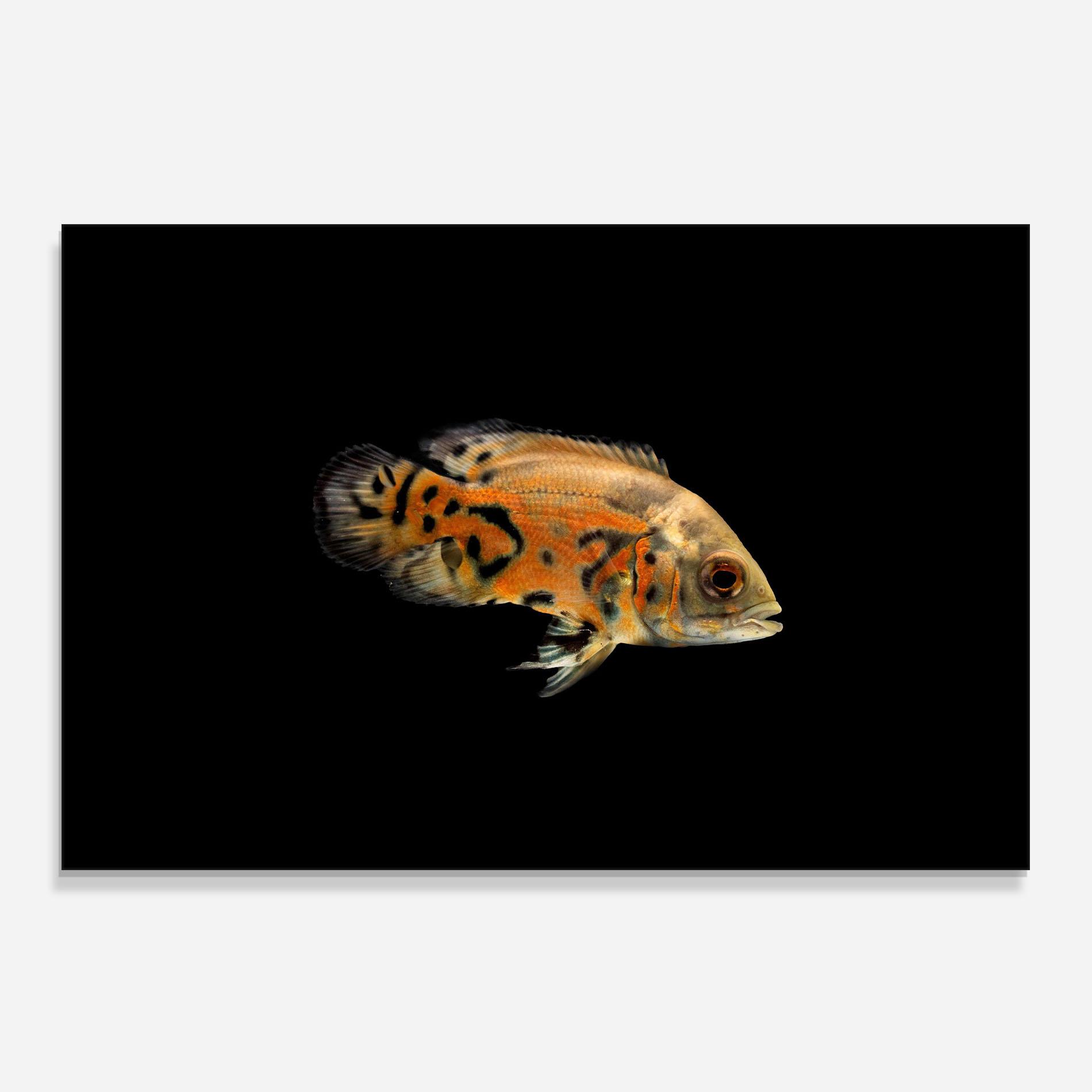 Panel Szklany do Kuchni Cute Brown Fish mockup 0