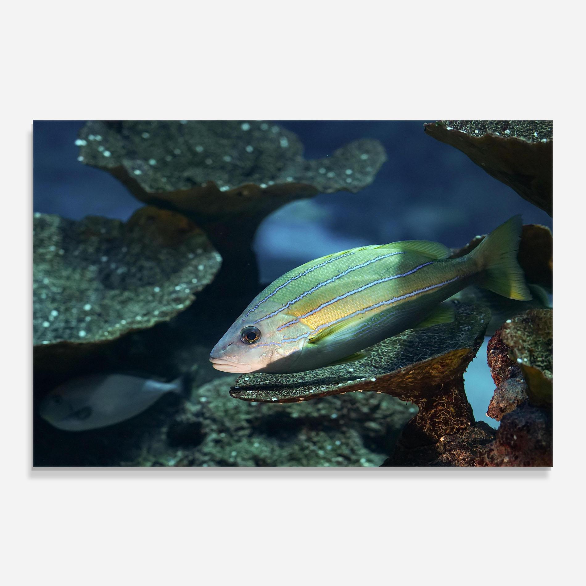 Panel Szklany do Kuchni Green Gold Fish mockup 0