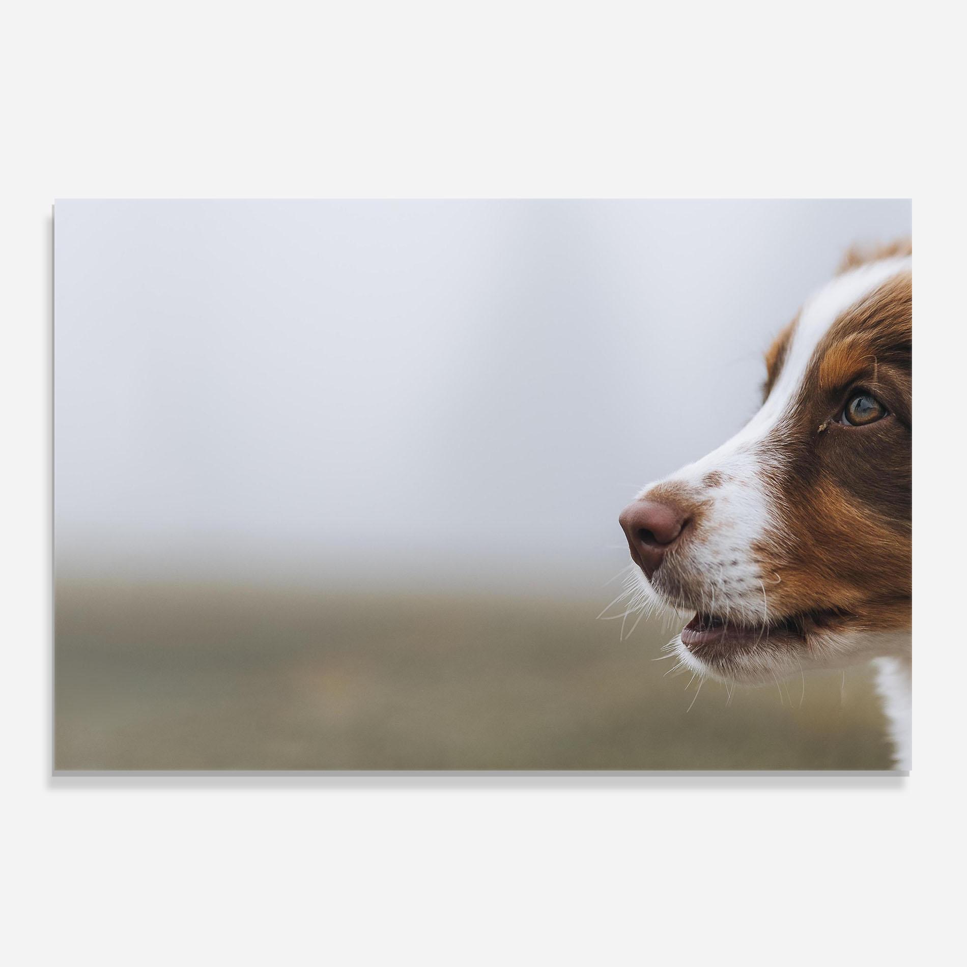 Panel Szklany do Kuchni Brown White Dog mockup 0