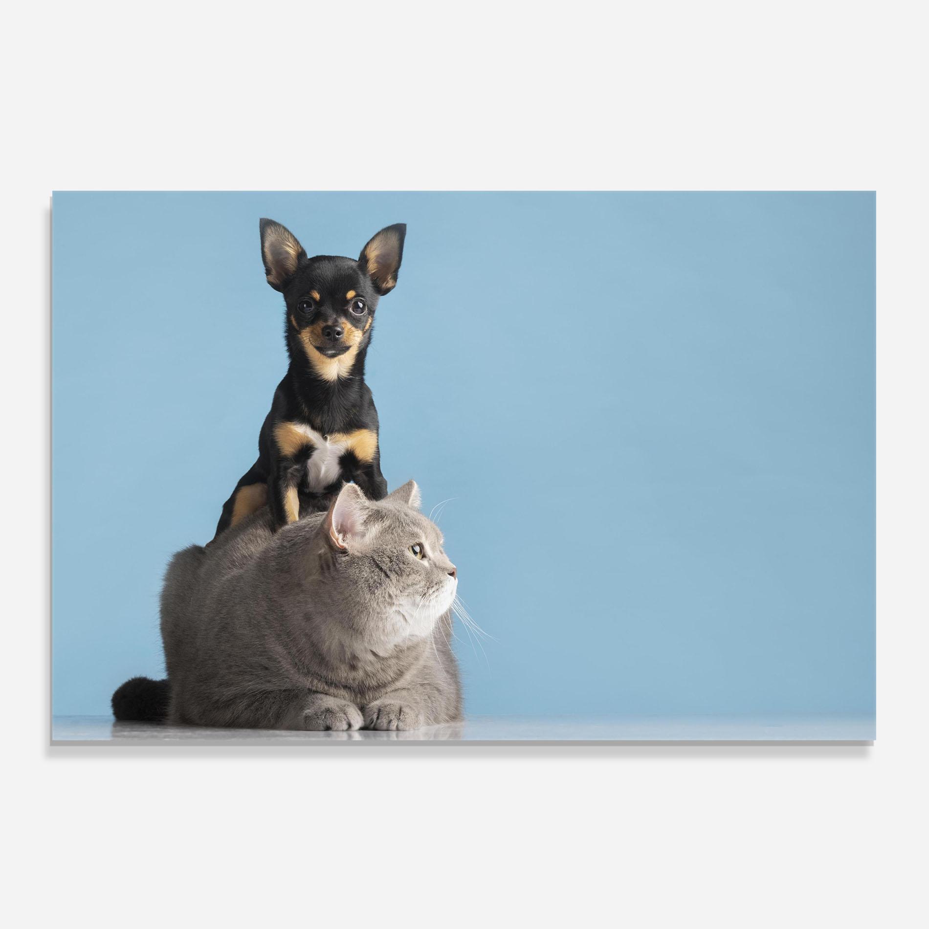Panel Szklany do Kuchni Dog Grey Cat mockup 0