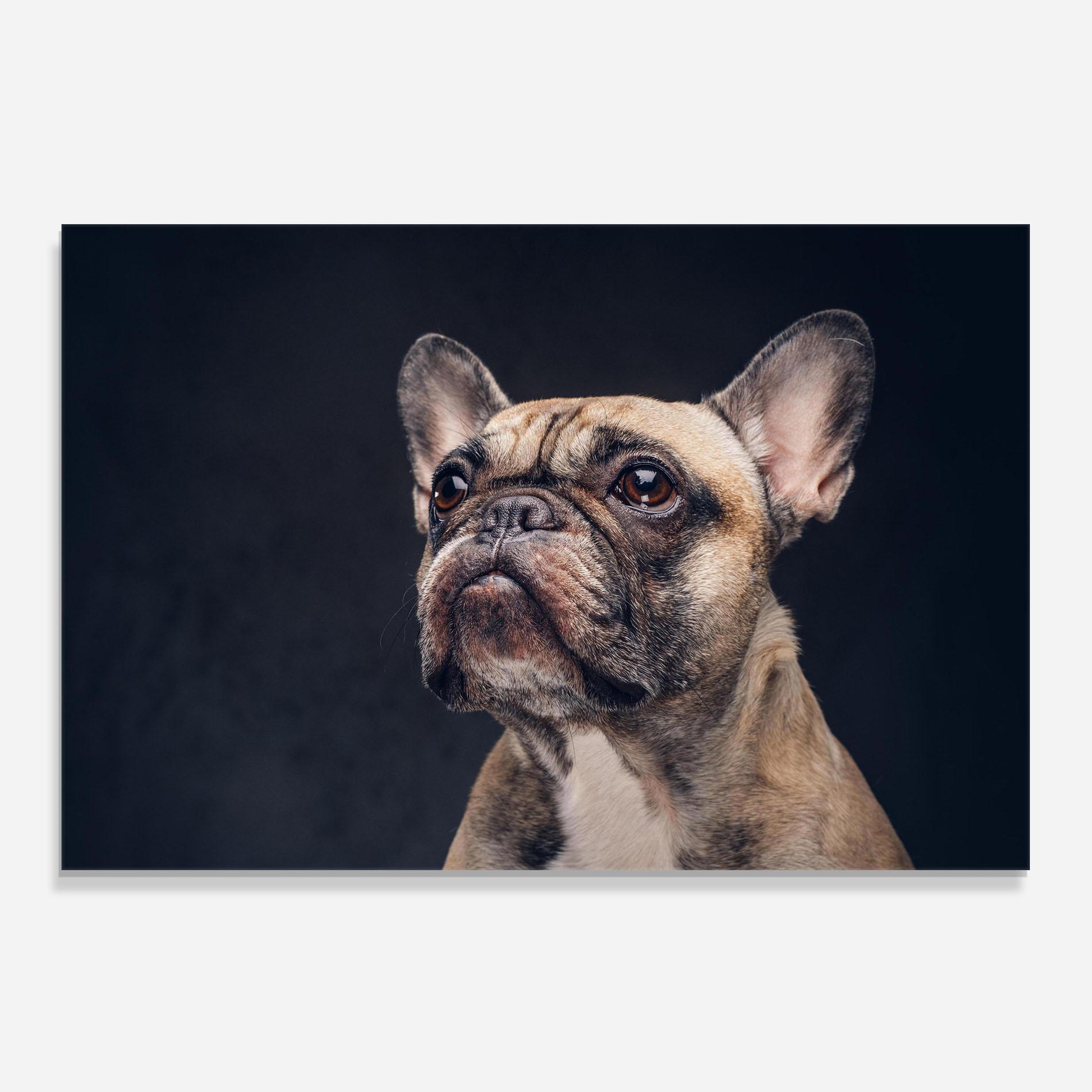 Panel Szklany do Kuchni Dog Looking Up mockup 0