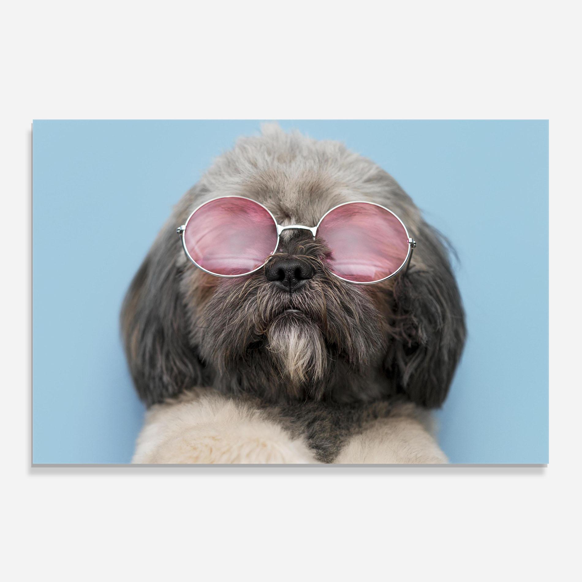 Panel Szklany do Kuchni Grey Dog On Blue mockup 0