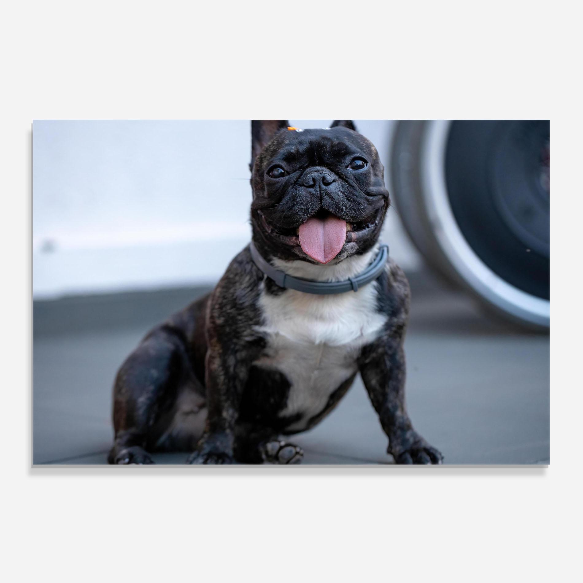 Panel Szklany do Kuchni Happy Black Dog mockup 0