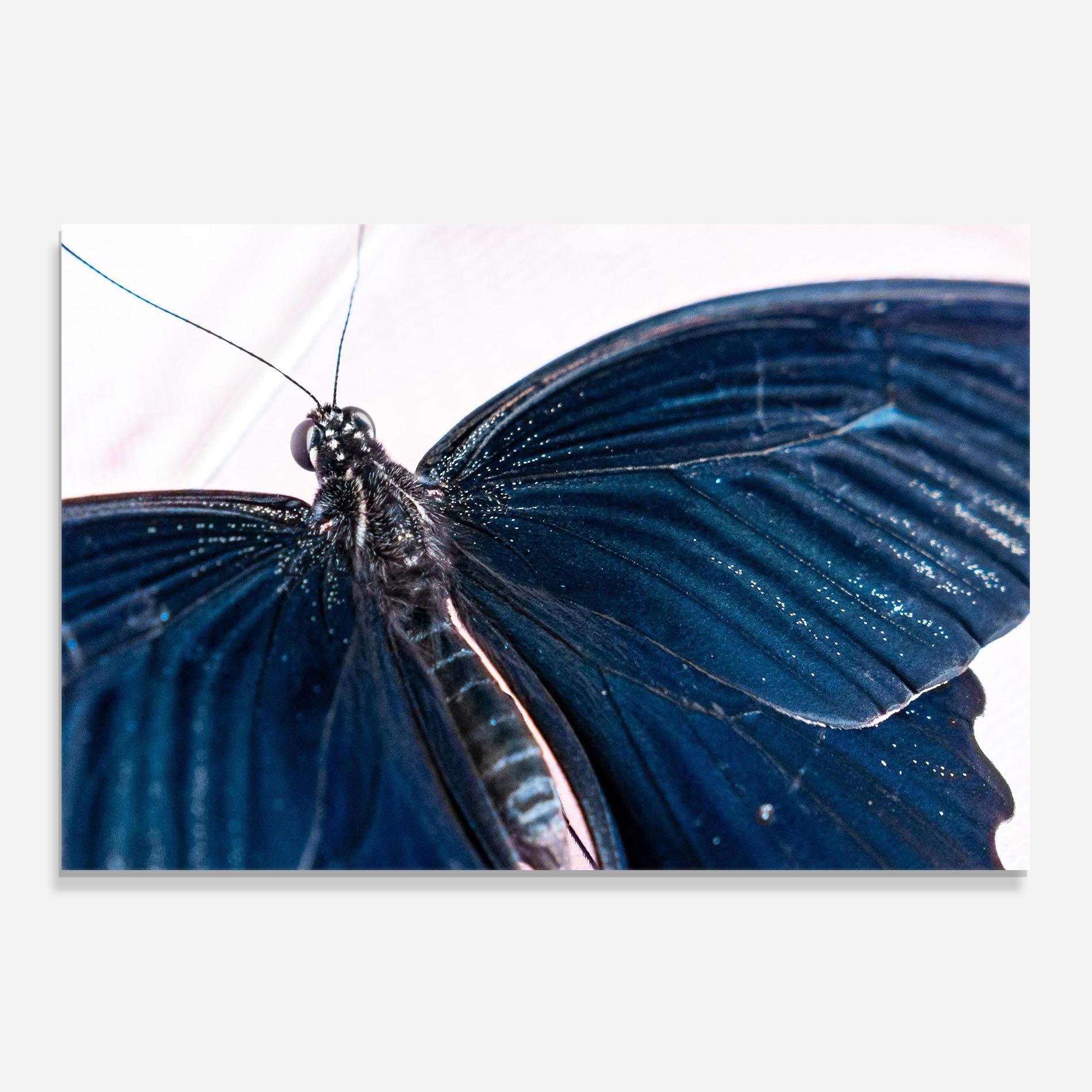 Panel Szklany do Kuchni Blue Butterfly mockup 0