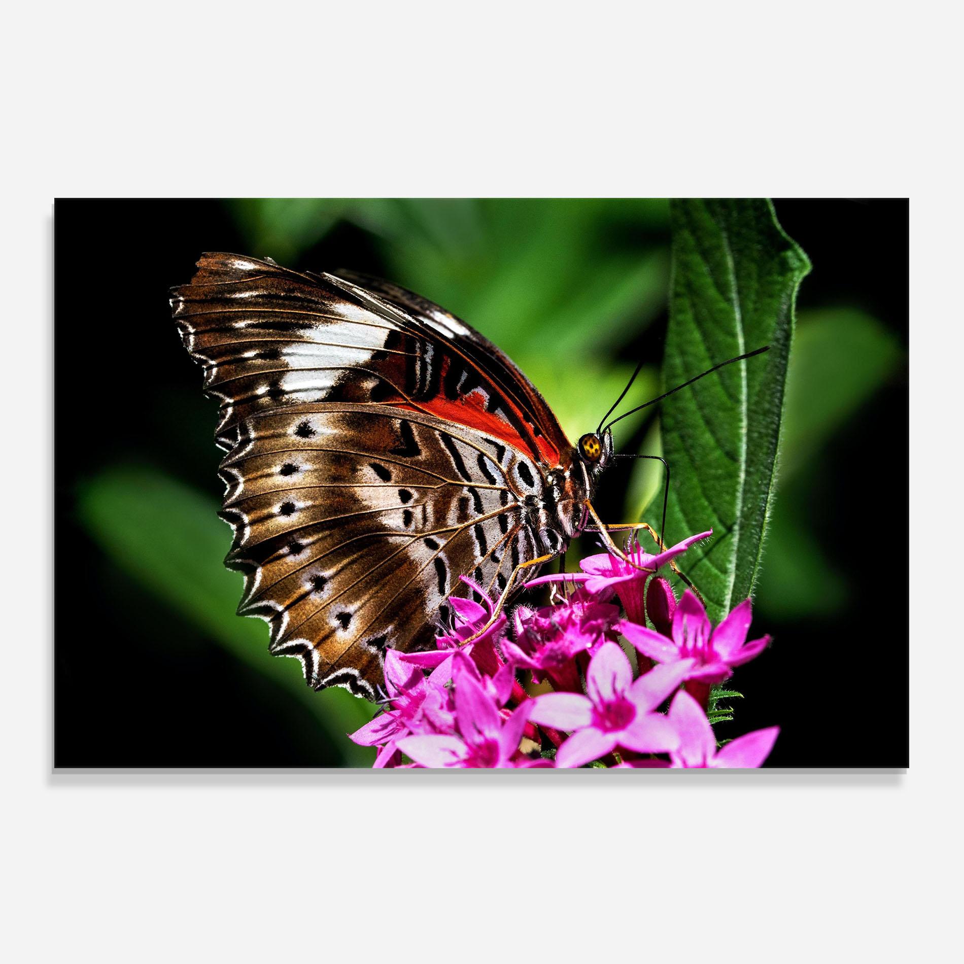 Panel Szklany do Kuchni Brown Red Butterfly mockup 0