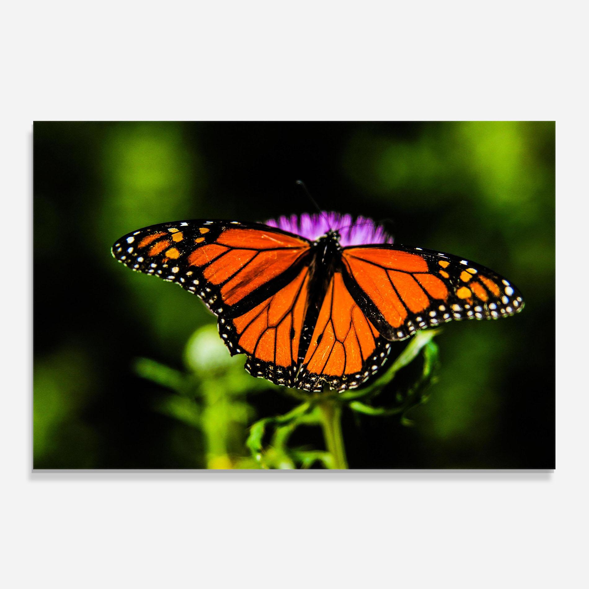 Panel Szklany do Kuchni Orange Open Butterfly mockup 0