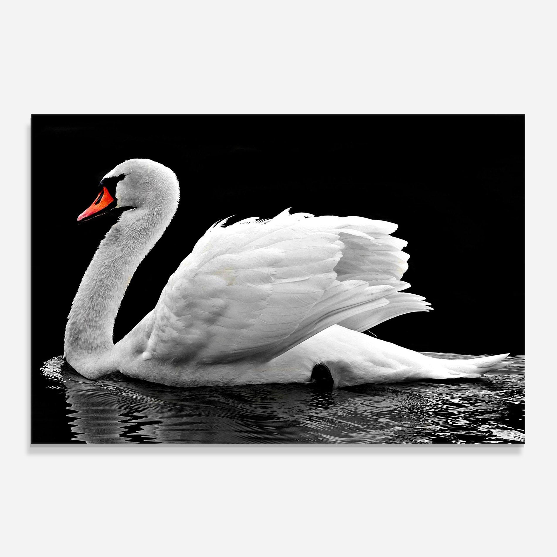 Panel Szklany do Kuchni Black And White Swan mockup 0