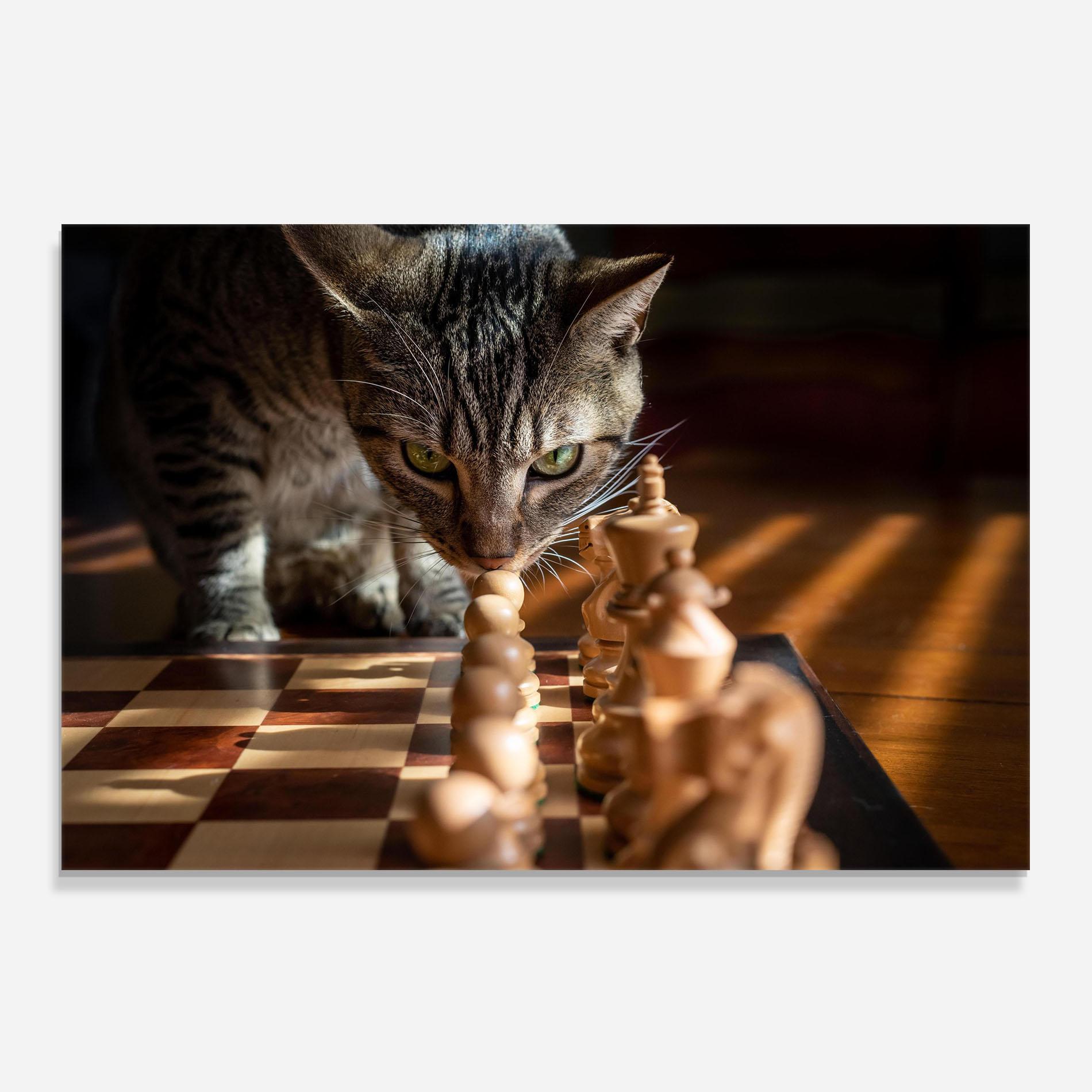 Panel Szklany do Kuchni Chess Cat mockup 0