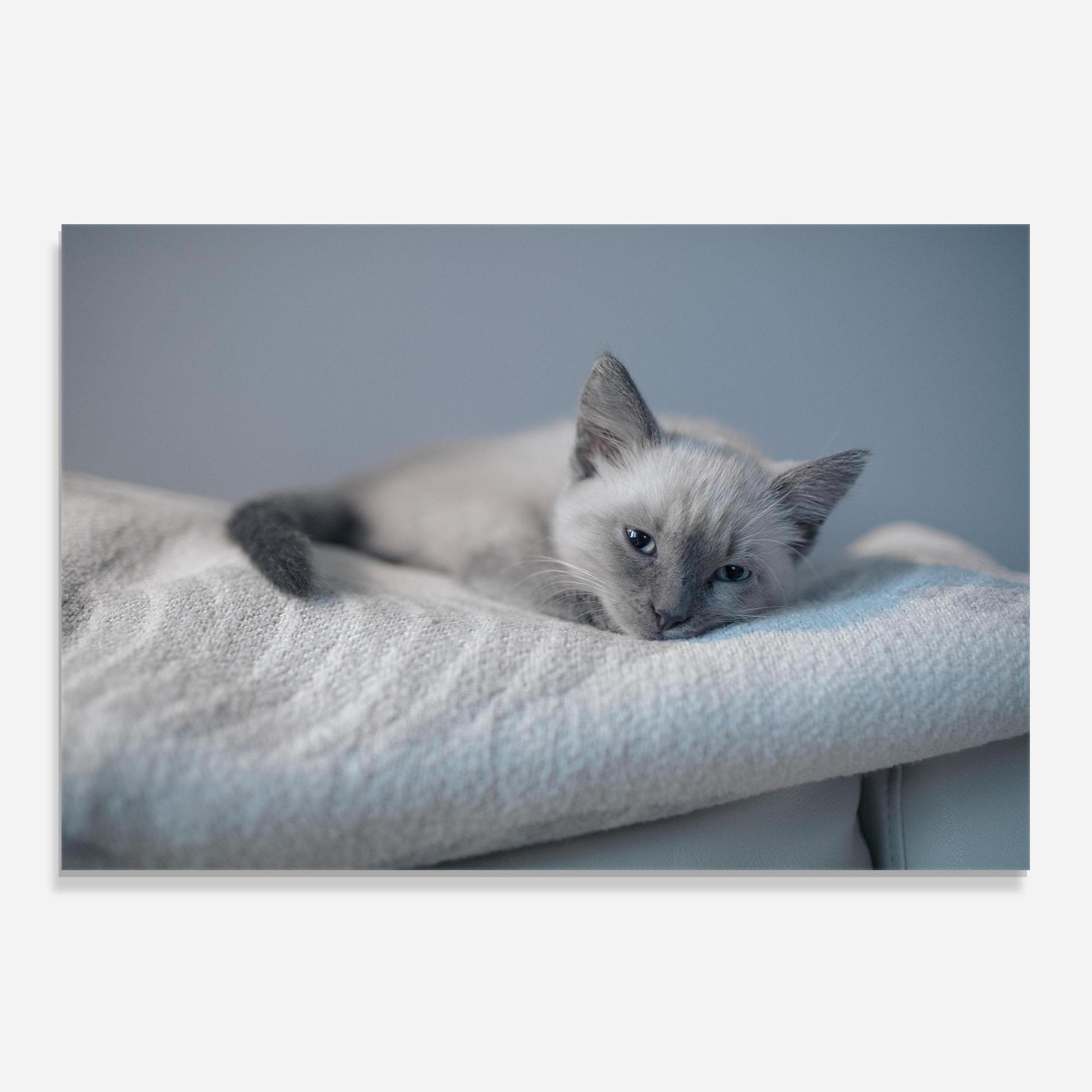 Panel Szklany do Kuchni Sleepy Grey Cat mockup 0