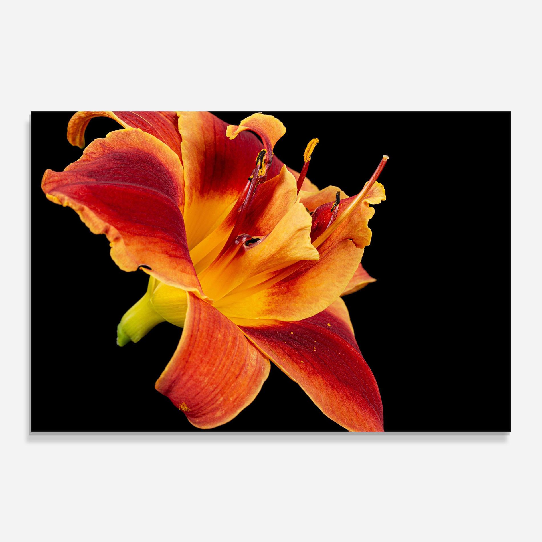 Panel Szklany do Kuchni Exotic Orange Red mockup 0