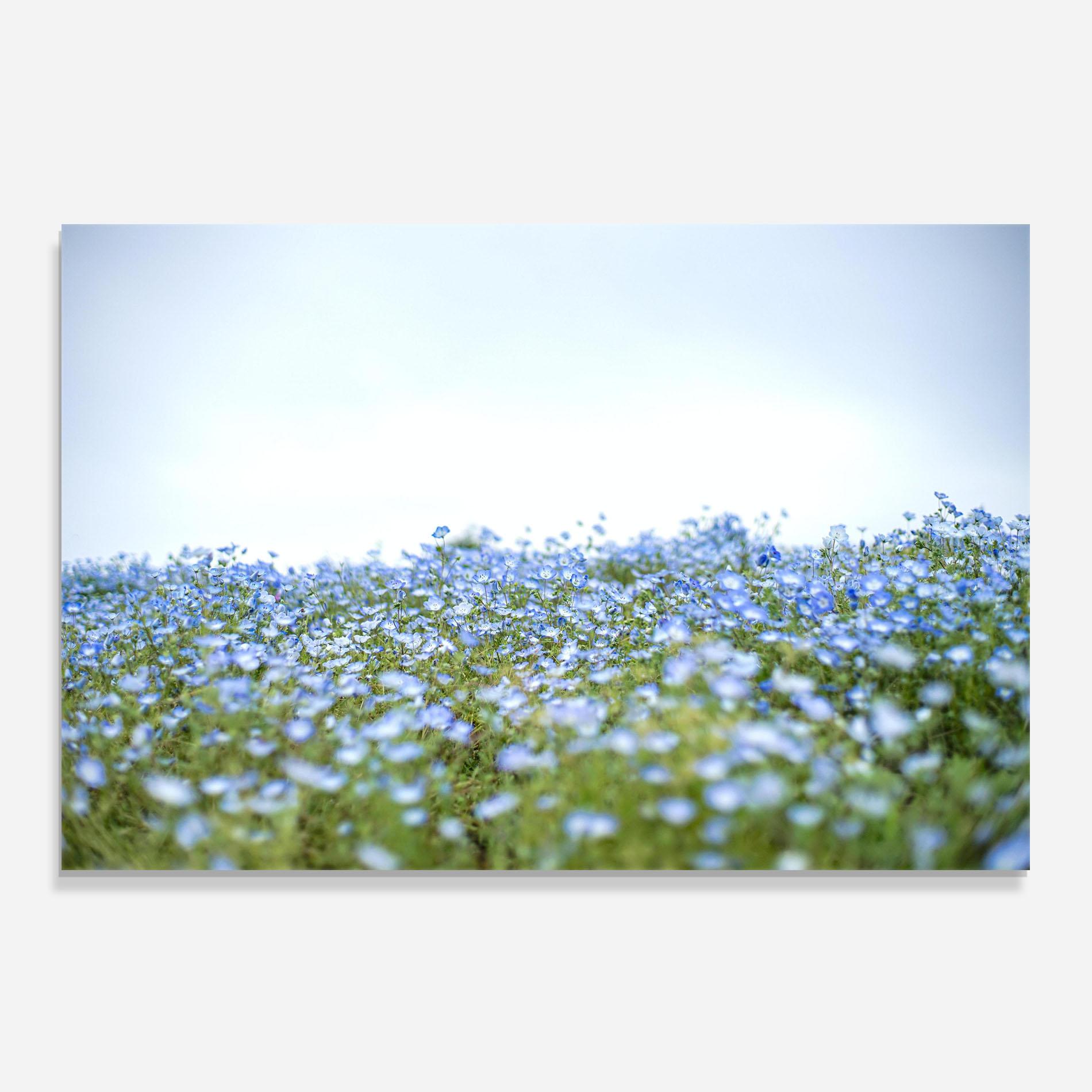 Panel Szklany do Kuchni Blue Wild Flowers mockup 0