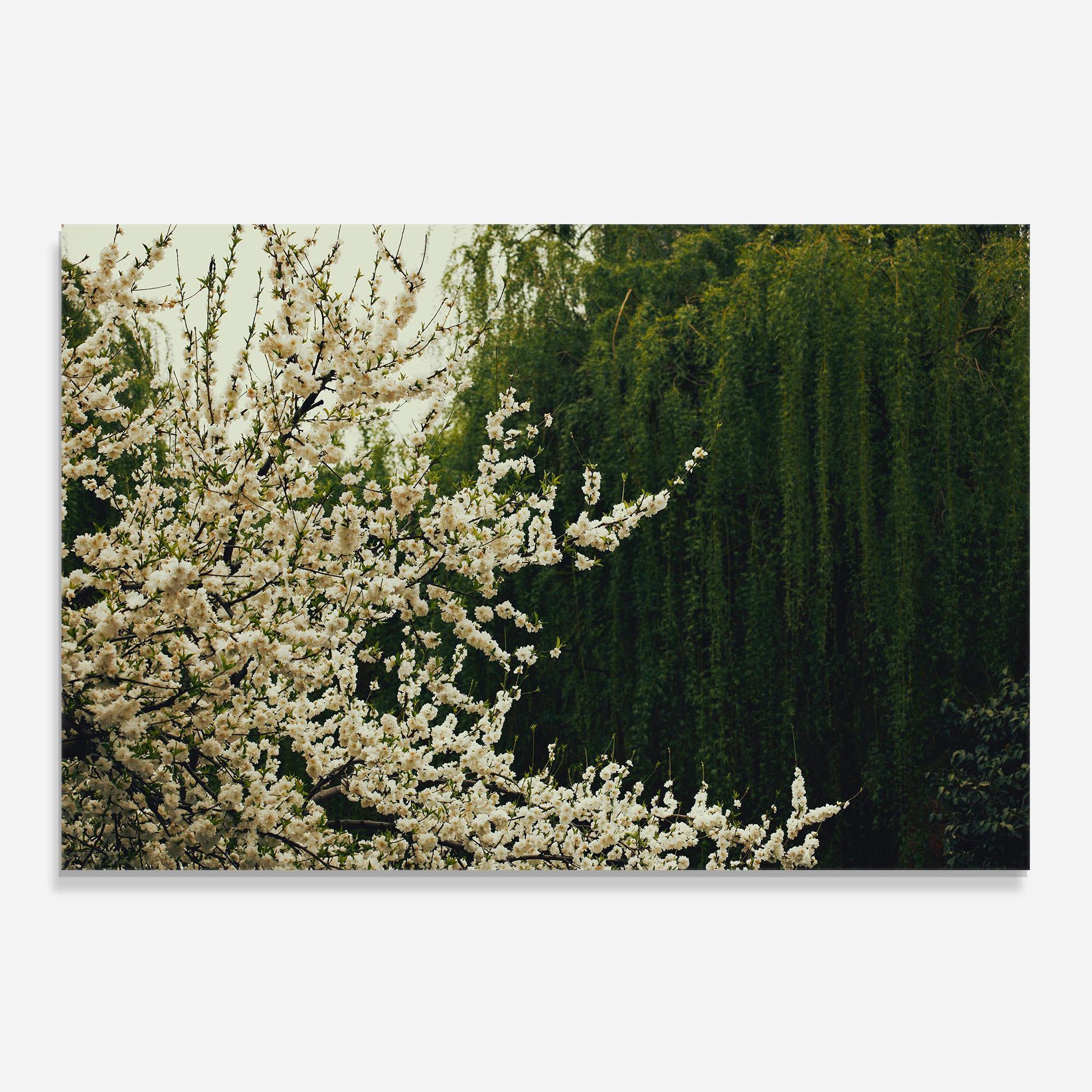 Panel Szklany do Kuchni Nature Veiw Tree mockup 0