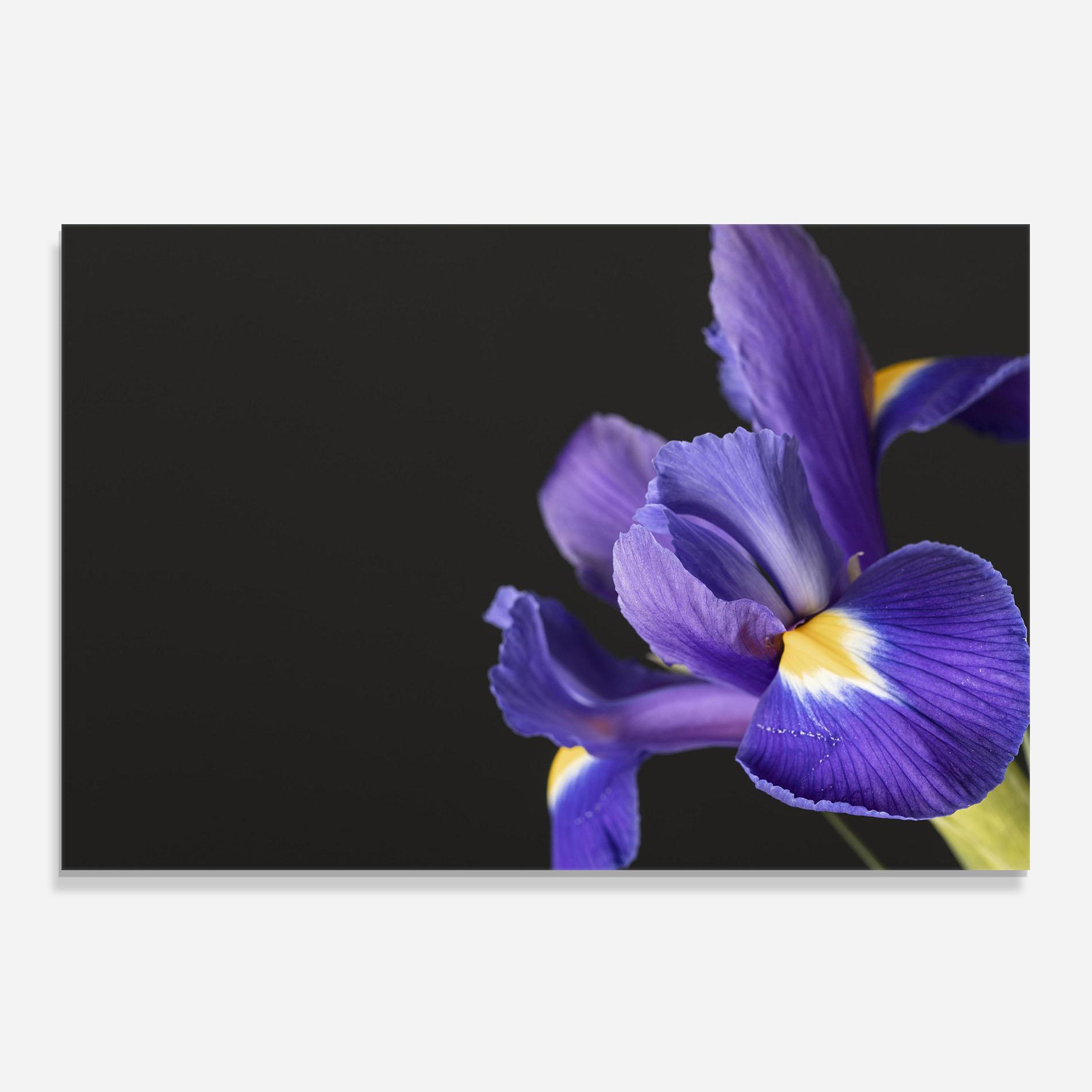 Panel Szklany do Kuchni Iris On Black mockup 0