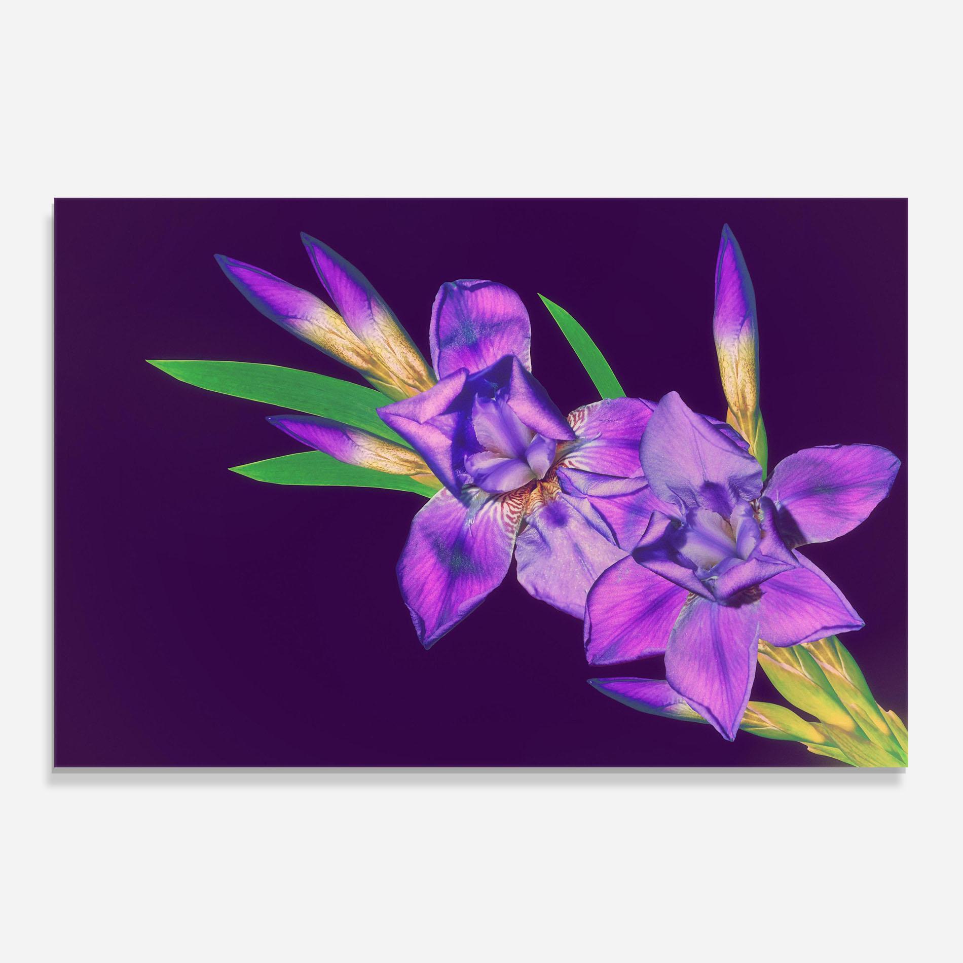 Panel Szklany do Kuchni Iris On Purple mockup 0