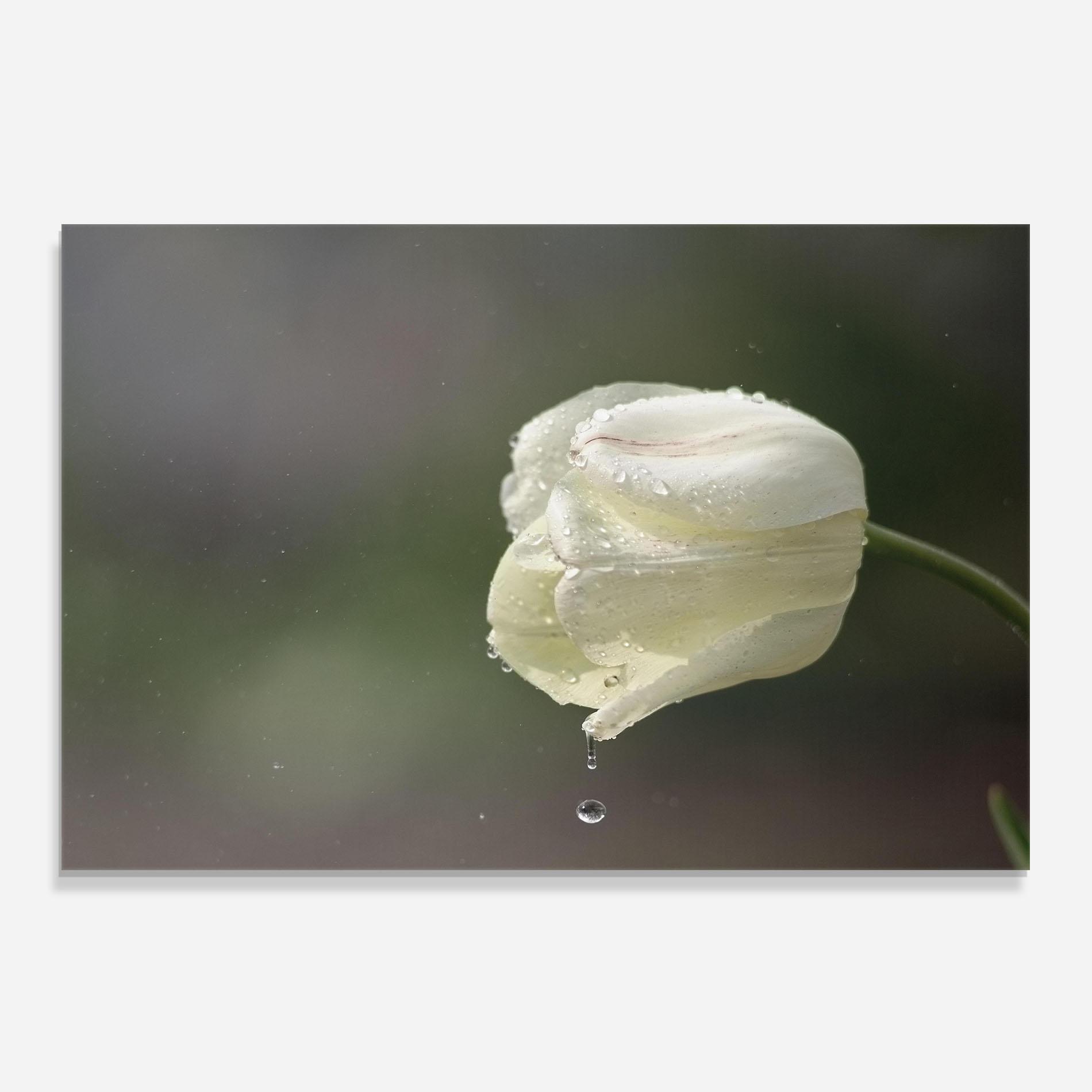 Panel Szklany do Kuchni White Single Tulip mockup 0