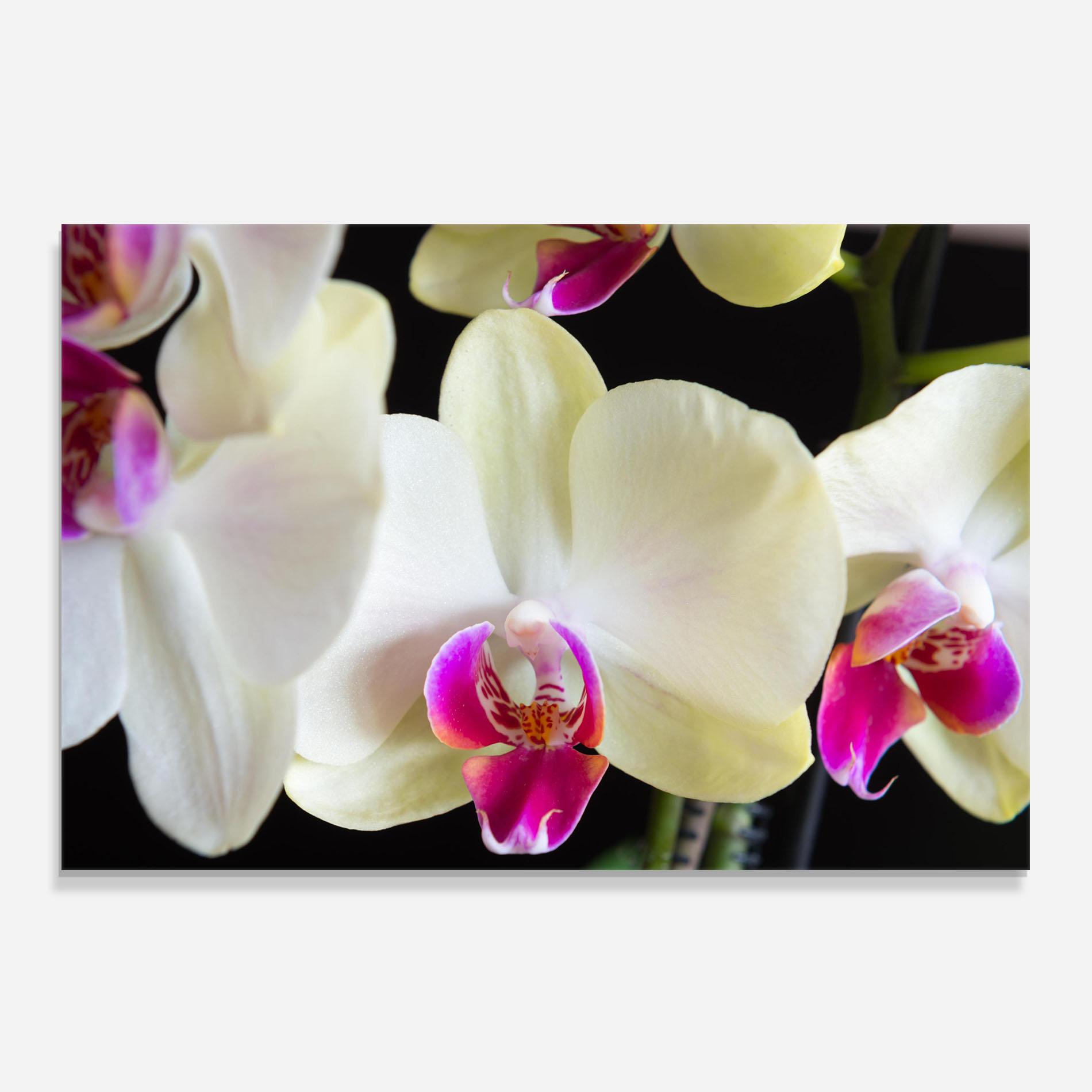 Panel Szklany do Kuchni Cream Purple Orchids mockup 0