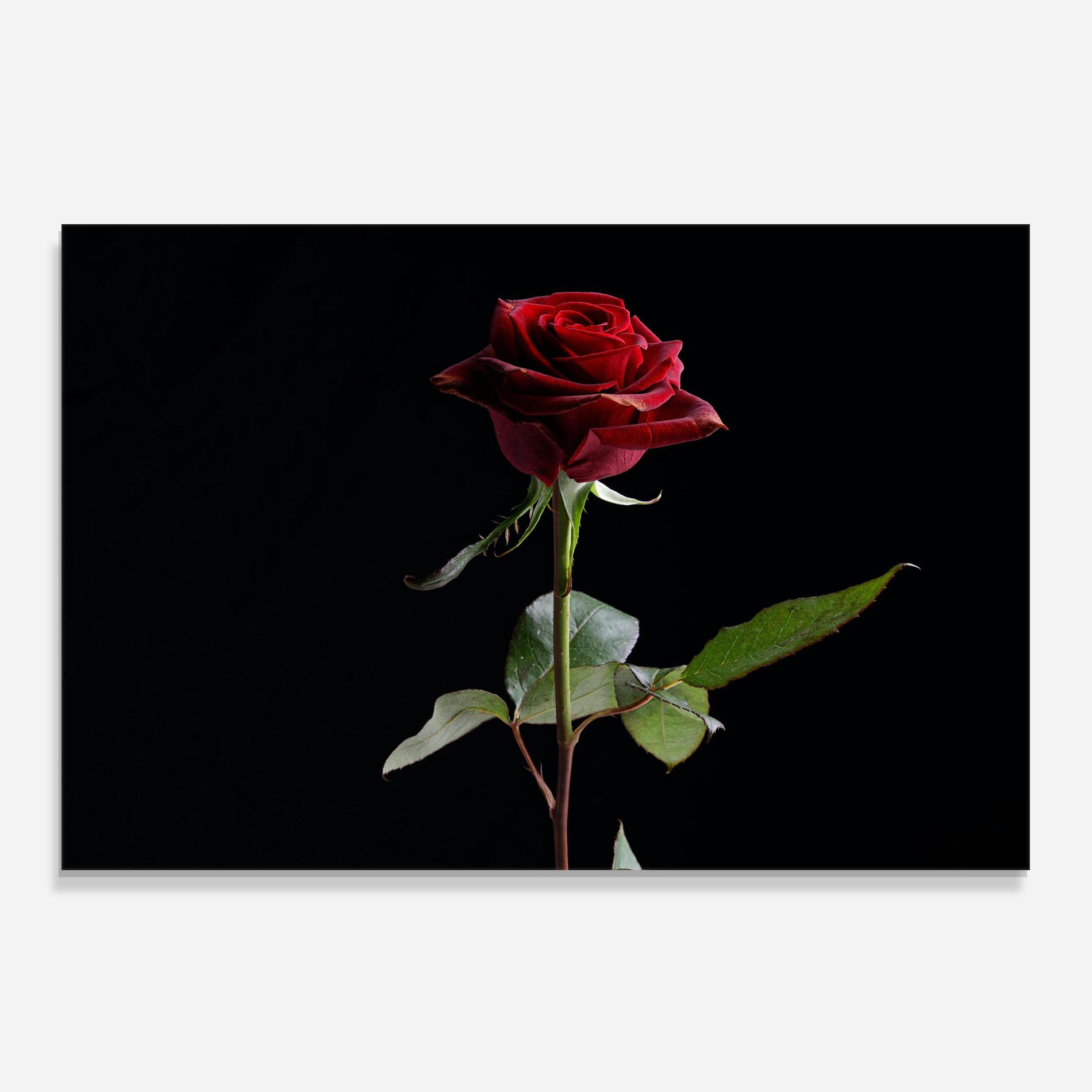 Panel Szklany do Kuchni Beautiful Red Rose mockup 0