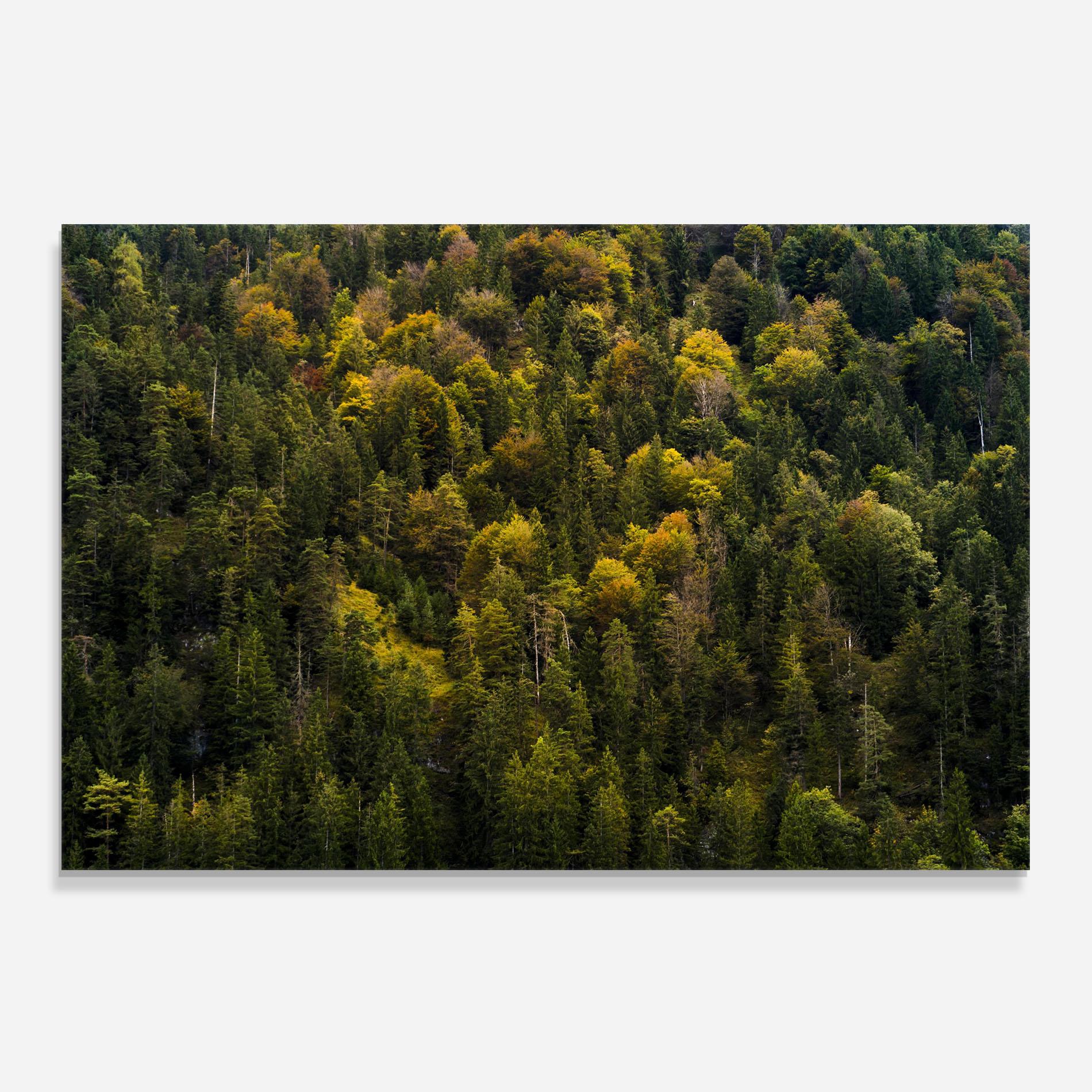 Panel Szklany do Kuchni Green Shade Tree mockup 0