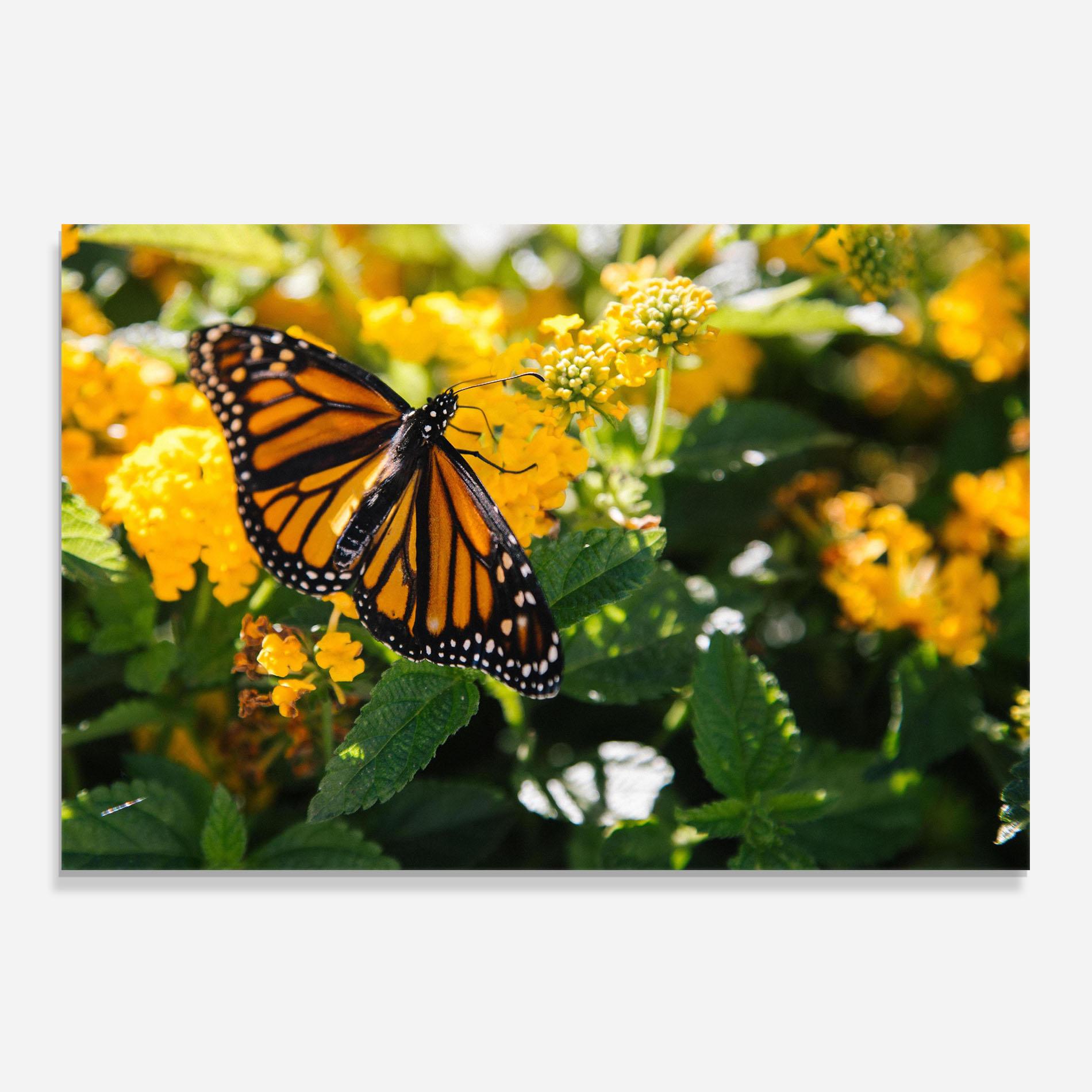 Panel Szklany do Kuchni Orange Spring Butterfly mockup 0