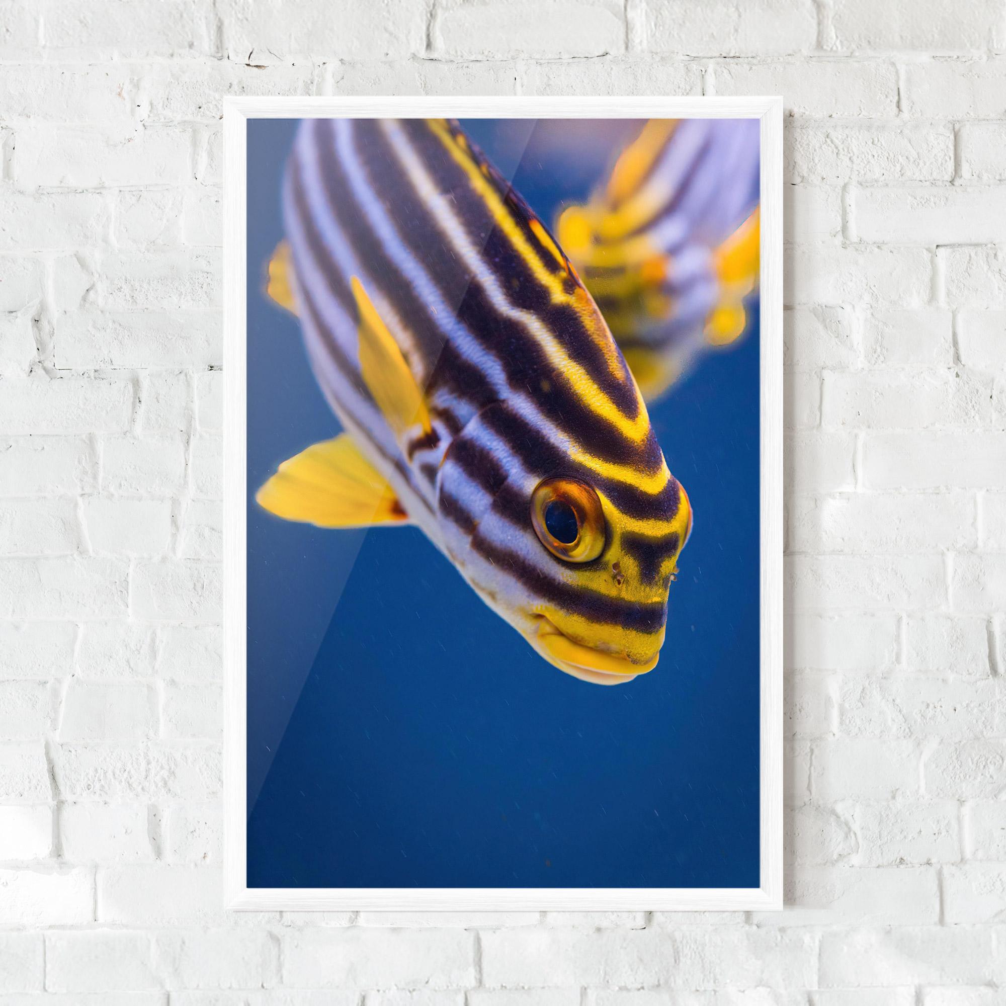 Plakat w Ramie Purple Yellow Fish mockup 0