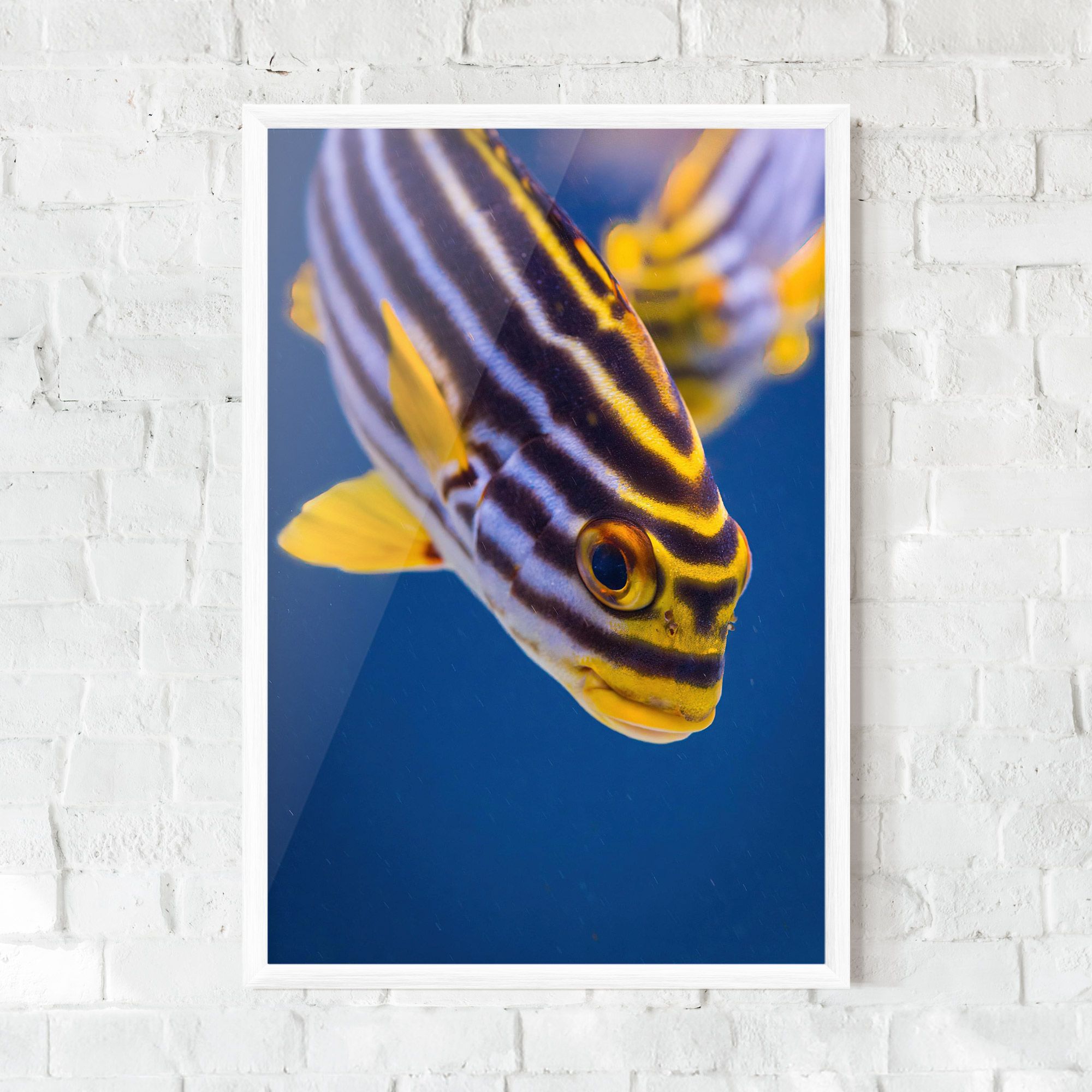 Purple Yellow Fish mockup 0