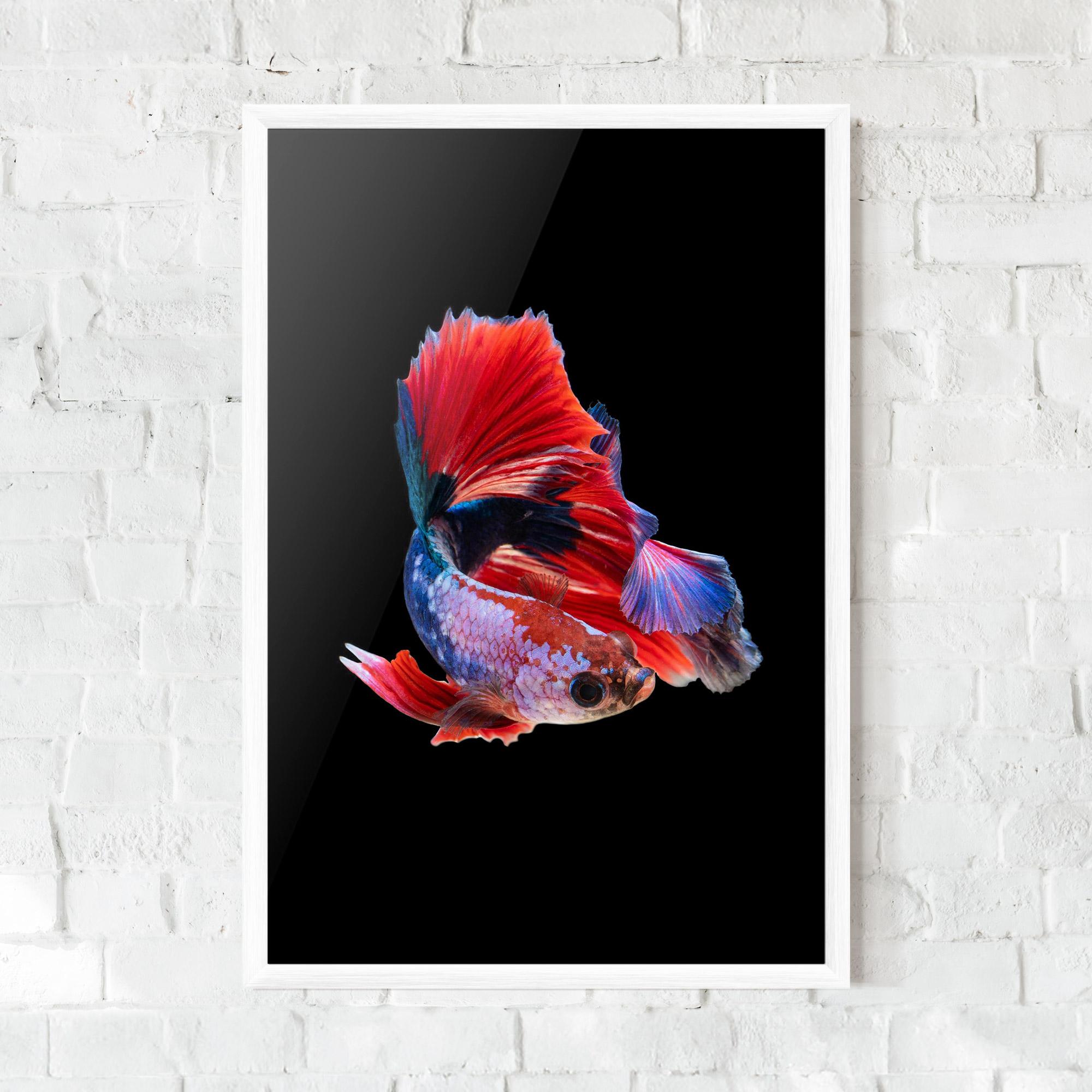 Plakat w Ramie Red Black Betta mockup 0
