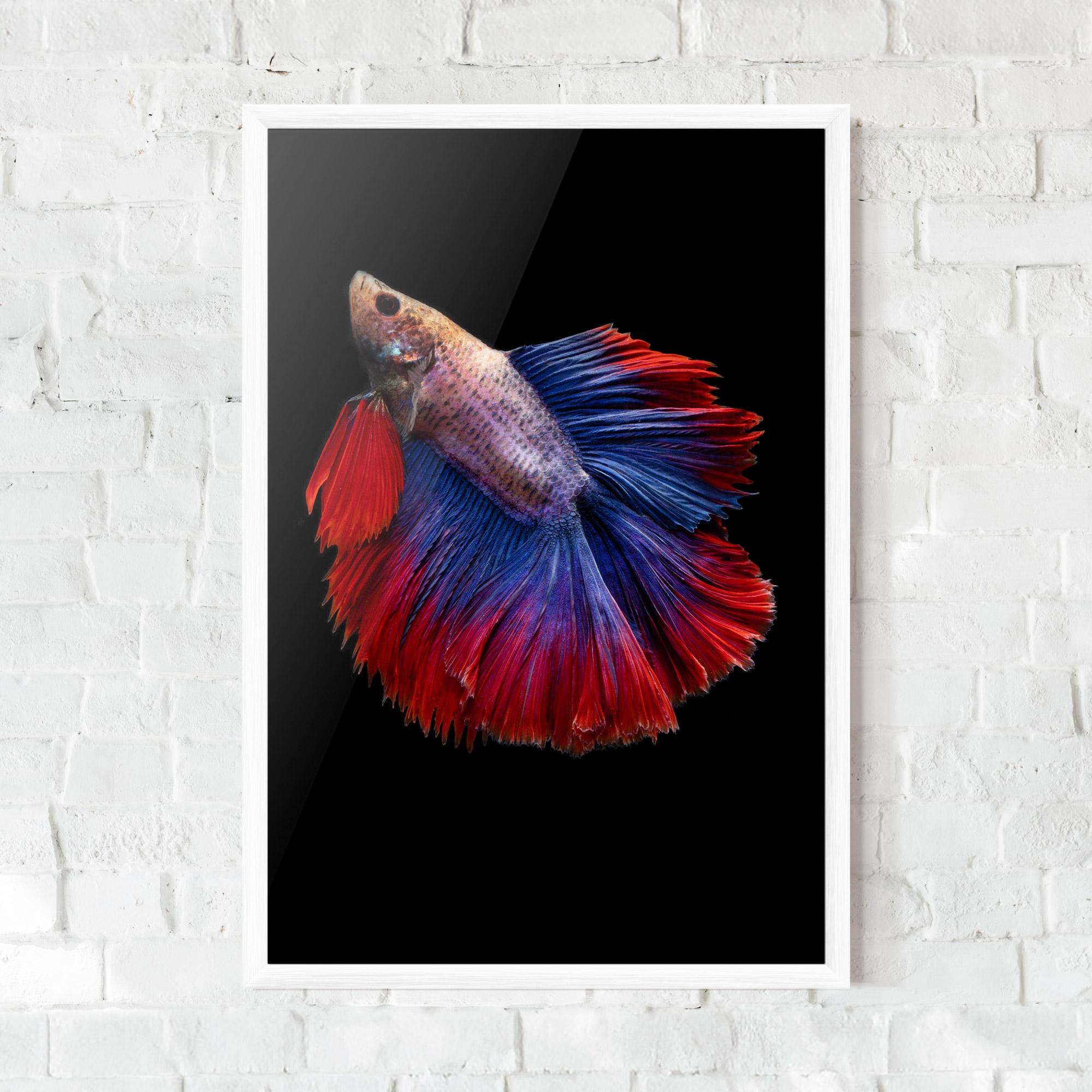 Plakat w Ramie Red Blue Betta mockup 0