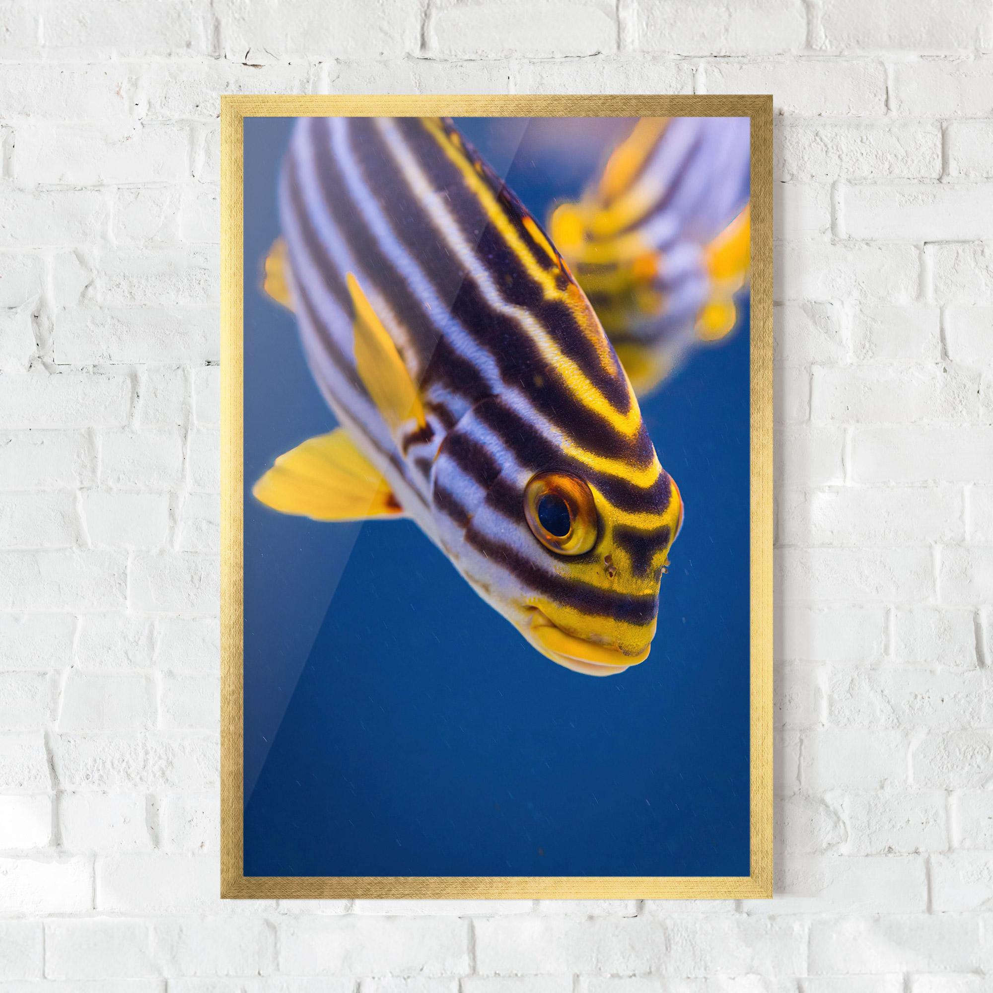 Plakat w Ramie Purple Yellow Fish mockup 0