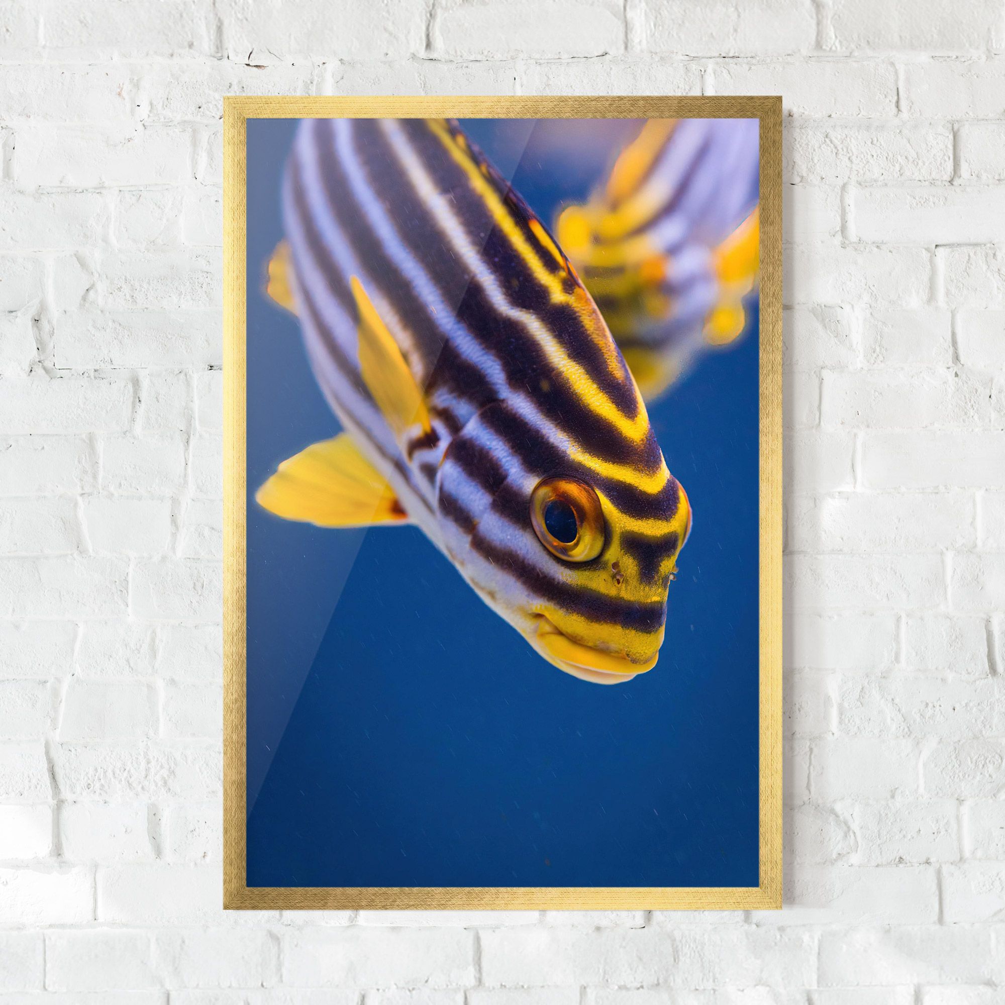 Purple Yellow Fish mockup 0