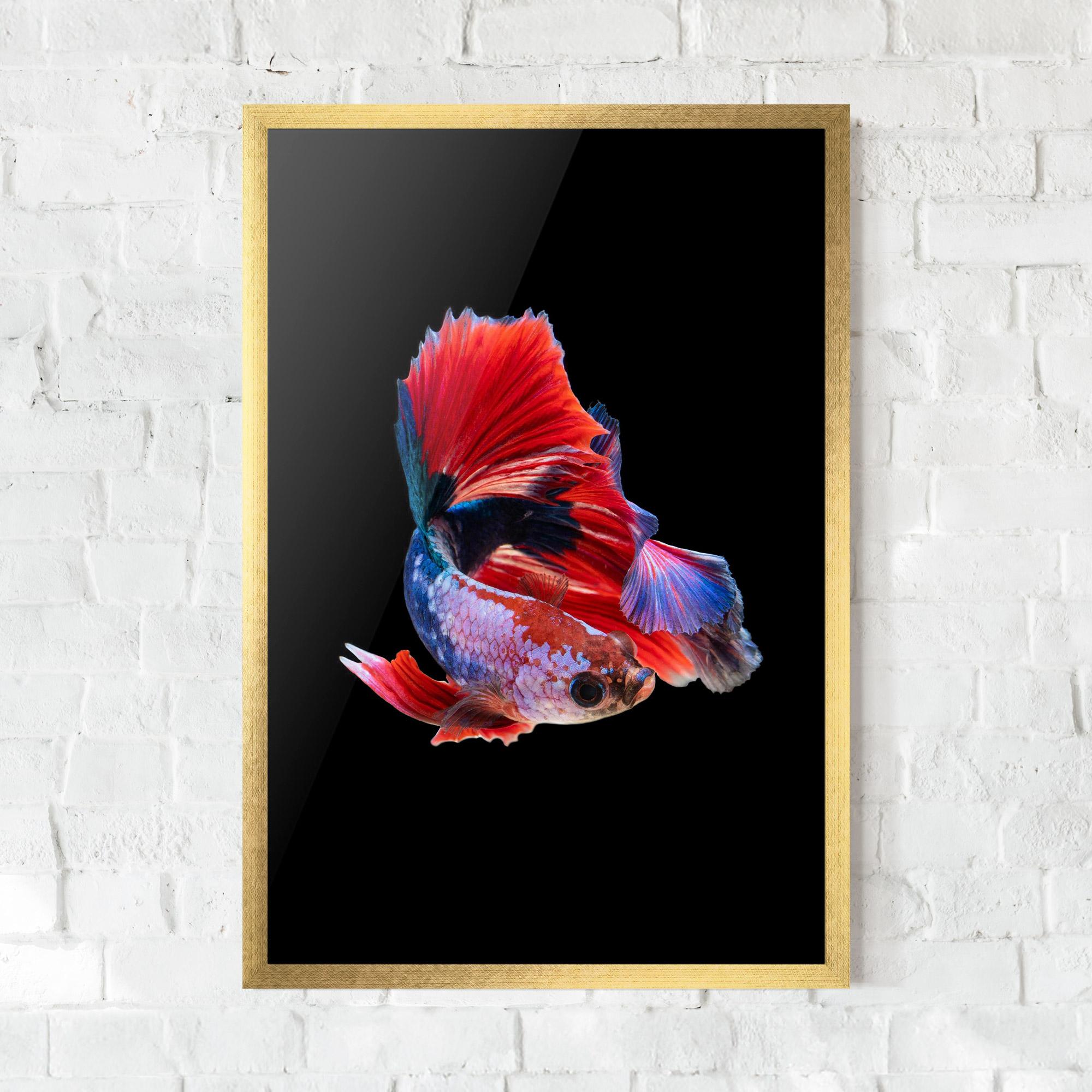 Plakat w Ramie Red Black Betta mockup 0