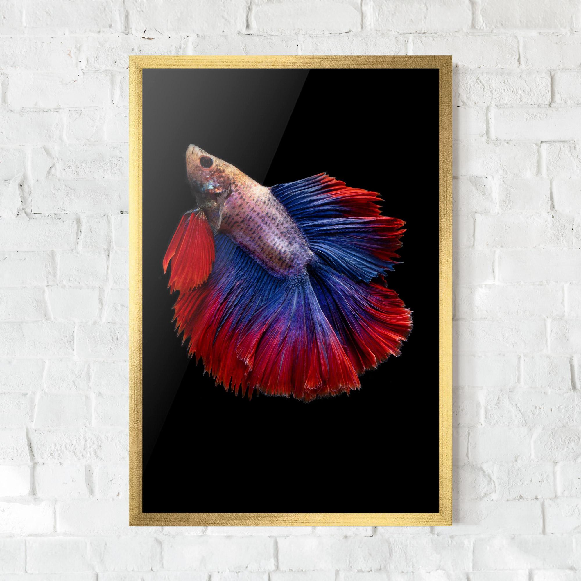 Plakat w Ramie Red Blue Betta mockup 0