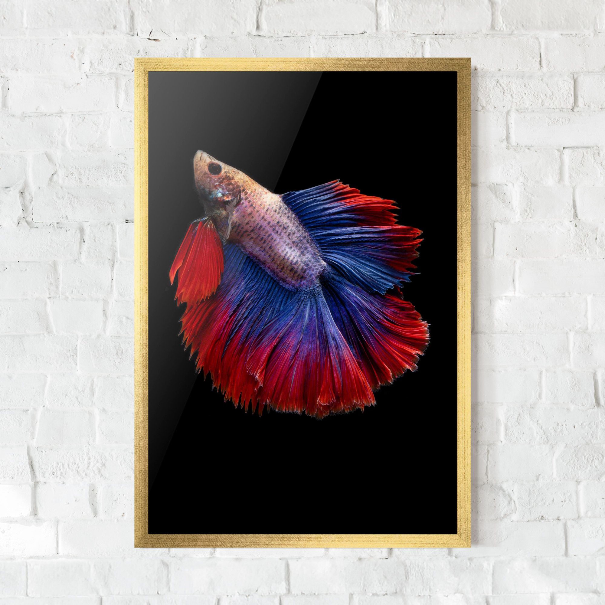 Red Blue Betta mockup 0