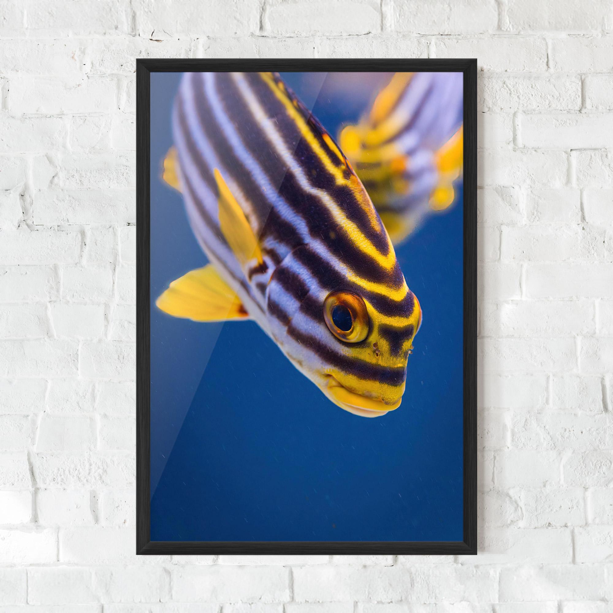 Plakat w Ramie Purple Yellow Fish mockup 0