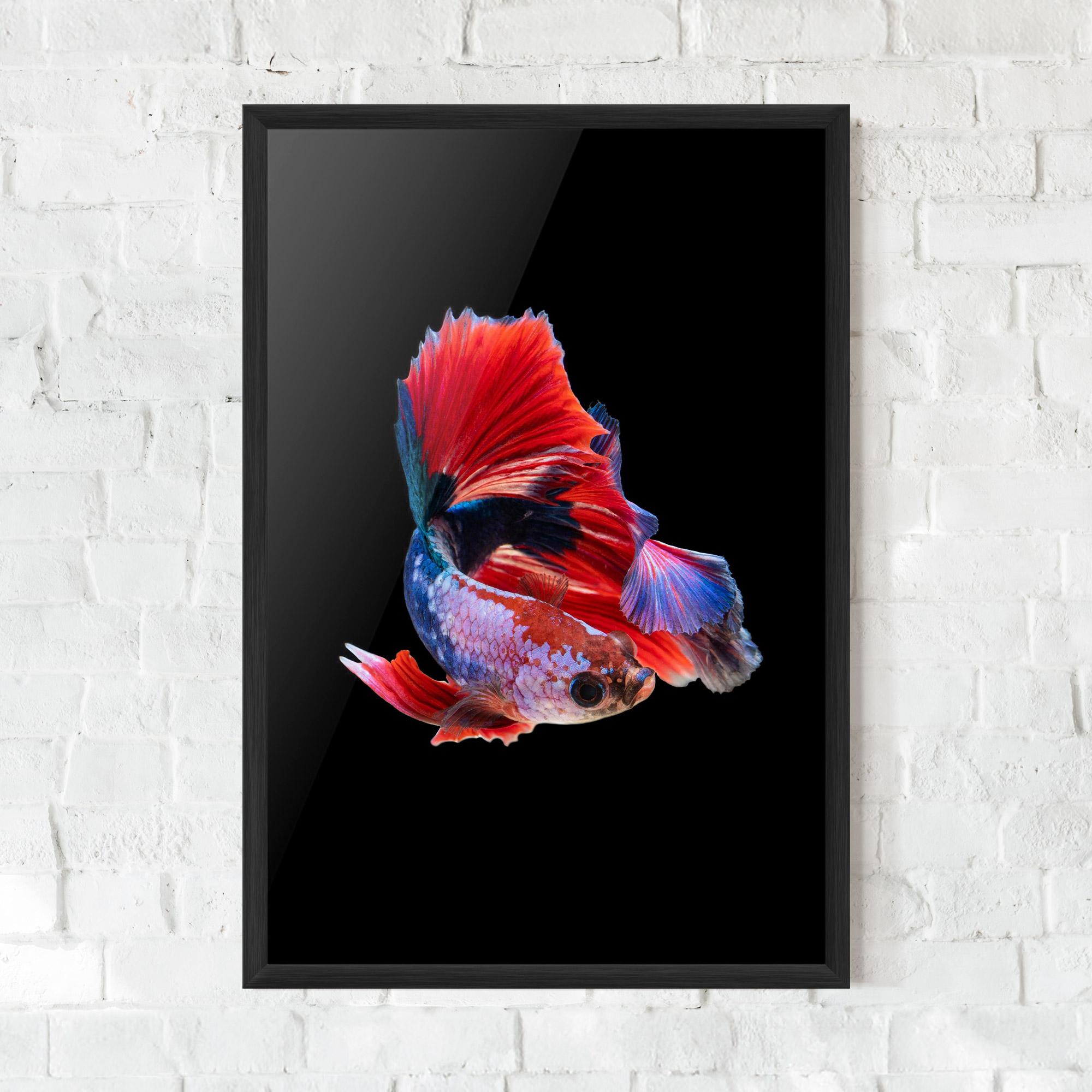 Plakat w Ramie Red Black Betta mockup 0