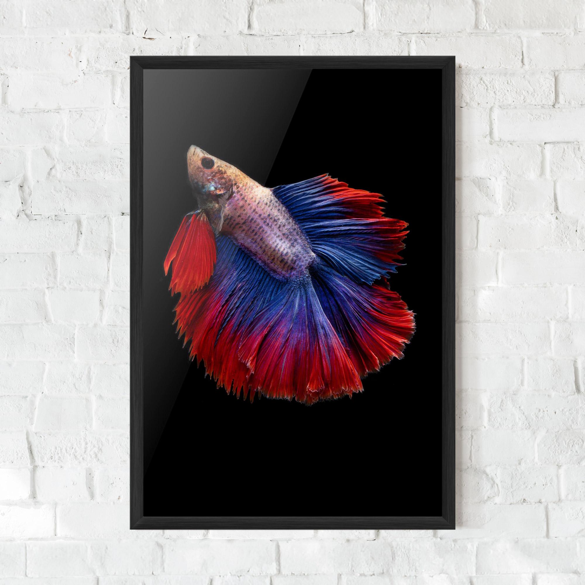 Plakat w Ramie Red Blue Betta mockup 0