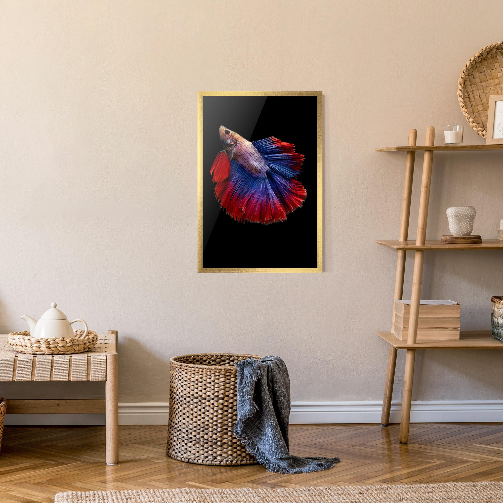 Plakat w Ramie Red Blue Betta mockup 9