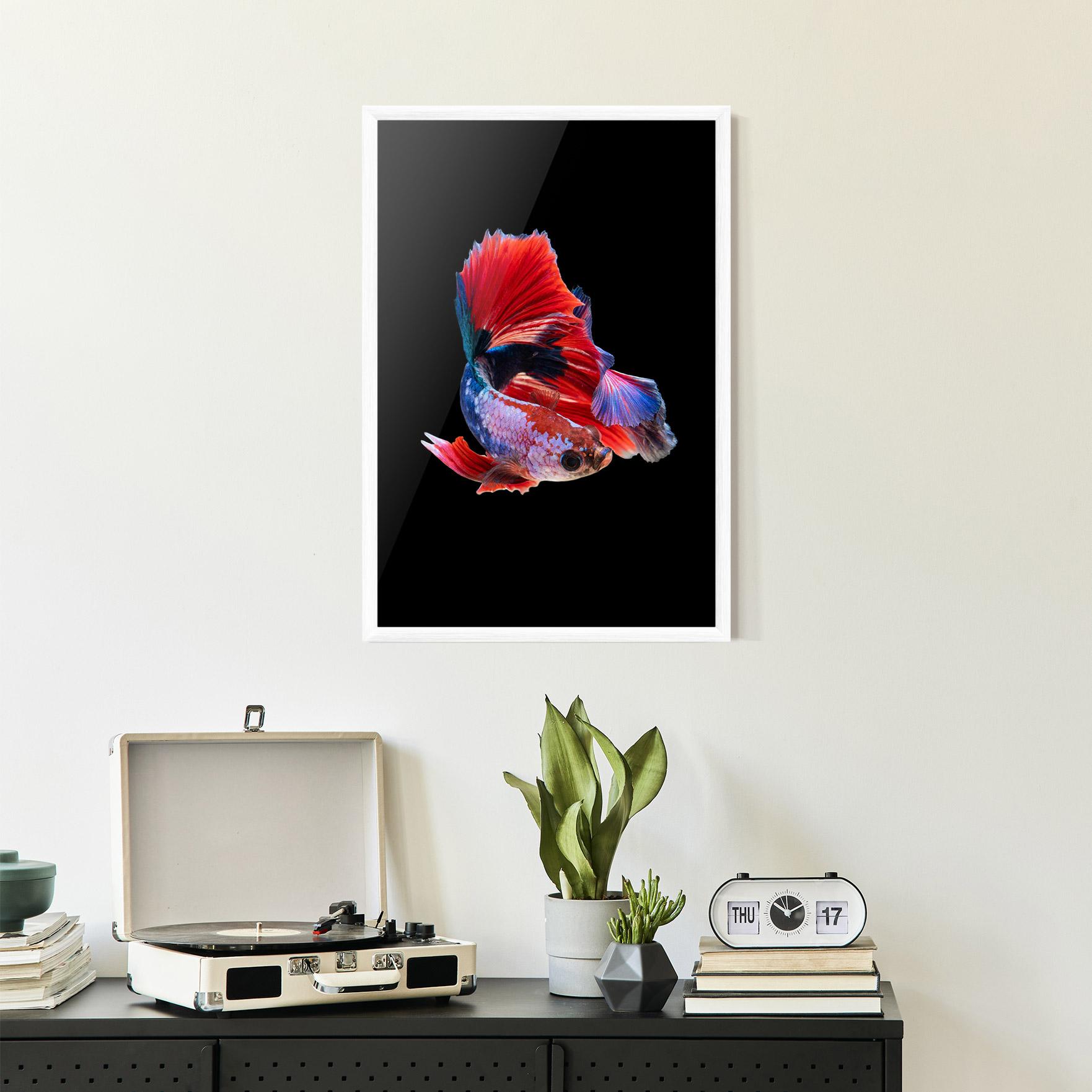 Plakat w Ramie Red Black Betta mockup 2