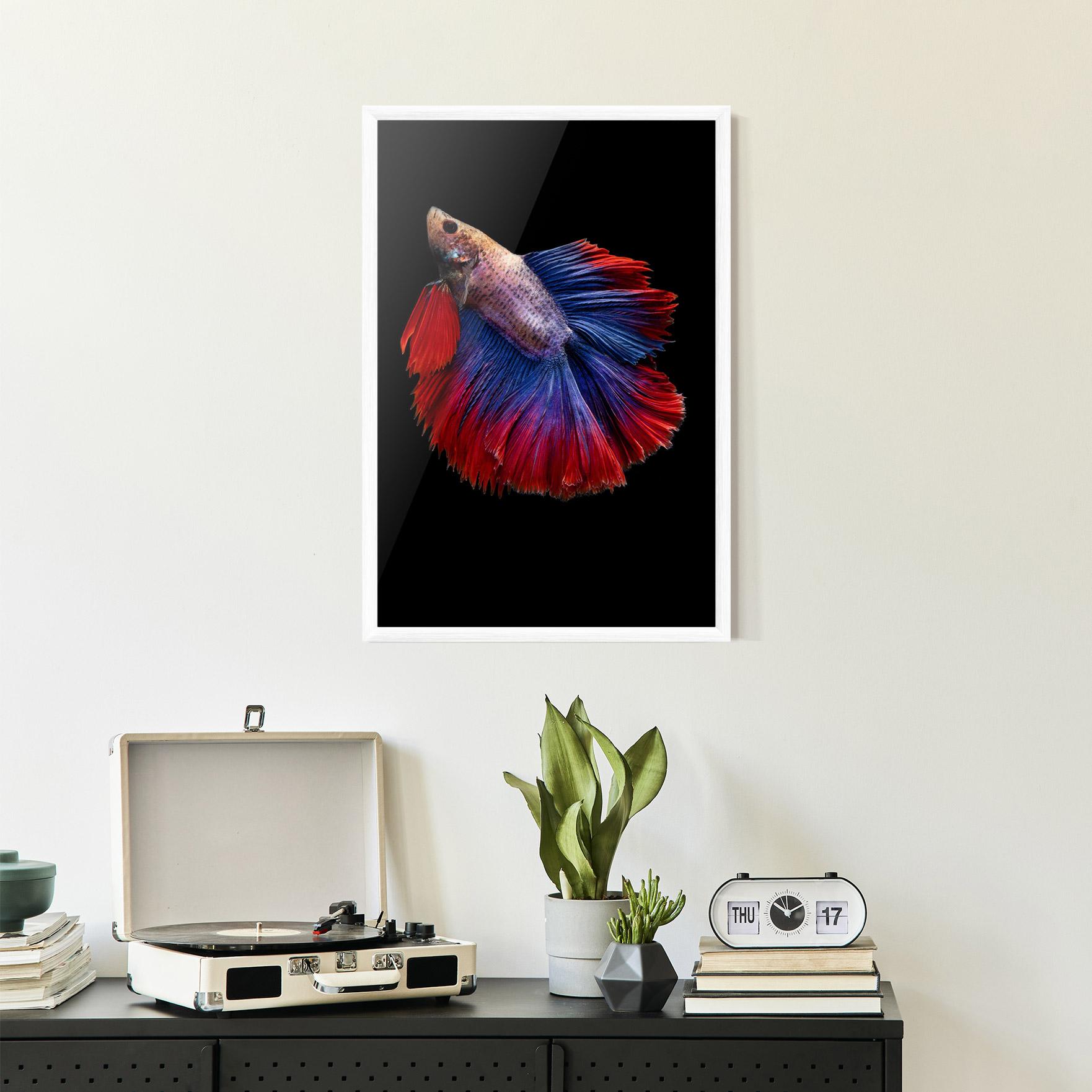 Plakat w Ramie Red Blue Betta mockup 2