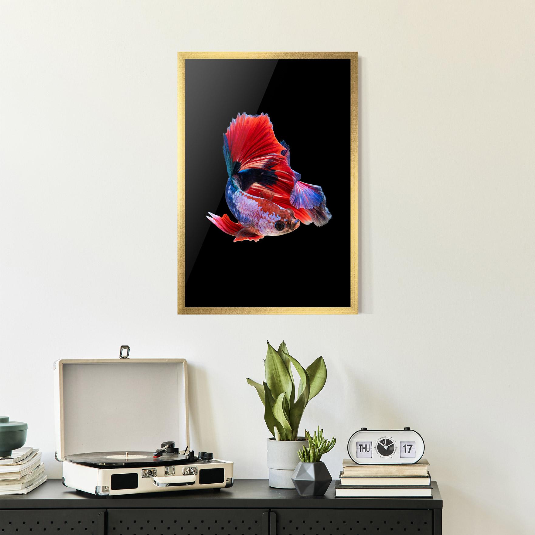 Plakat w Ramie Red Black Betta mockup 2