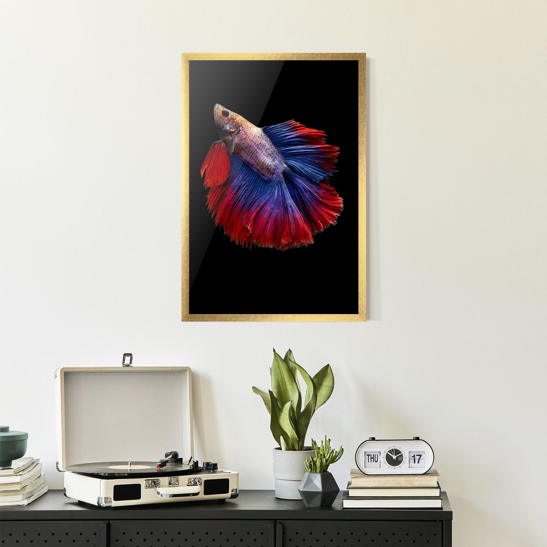 Plakat w Ramie Red Blue Betta mockup 2