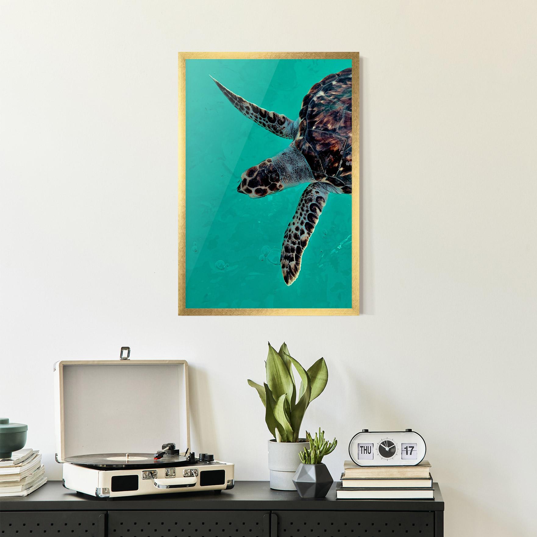 Plakat w Ramie Turtle Sweeming mockup 2