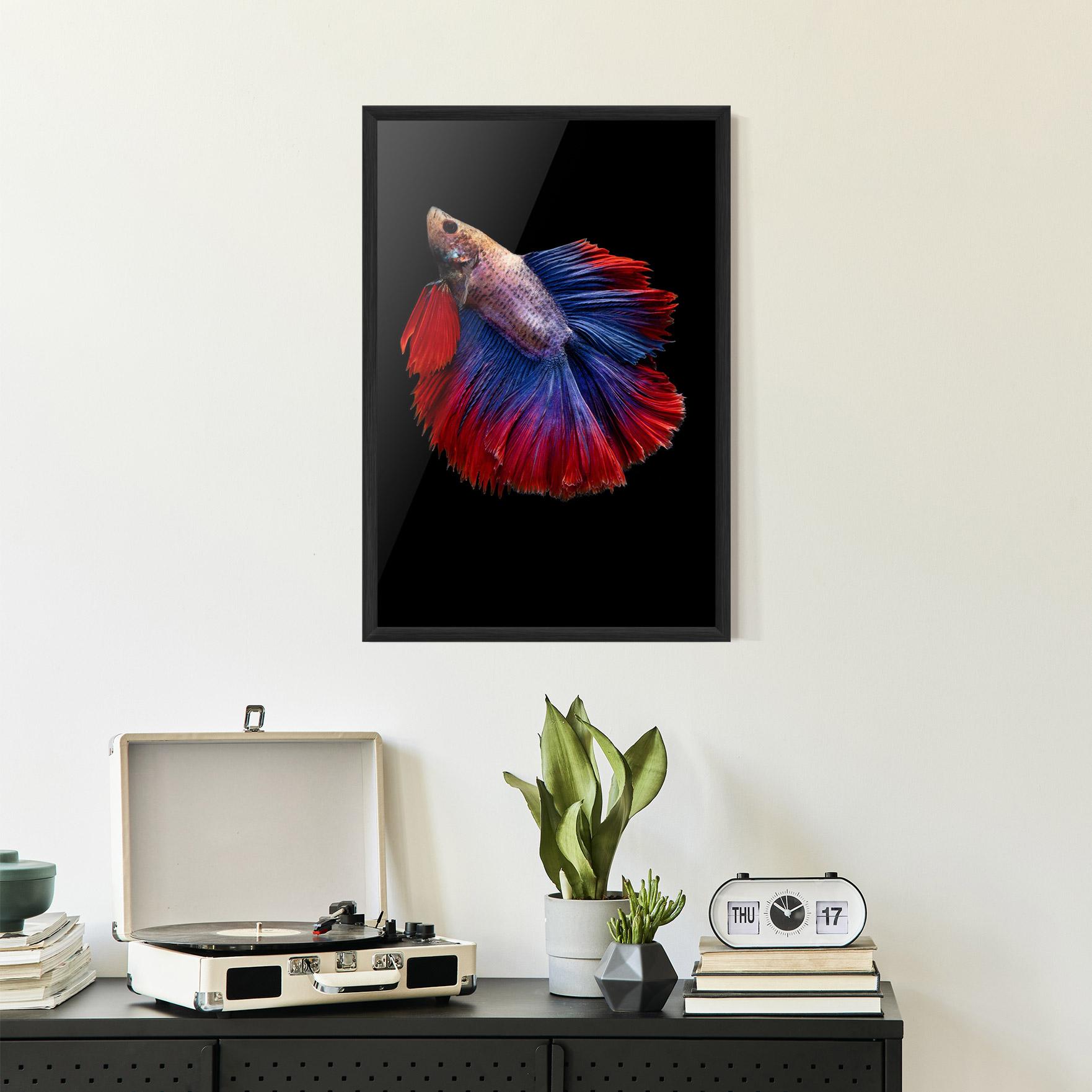 Plakat w Ramie Red Blue Betta mockup 2
