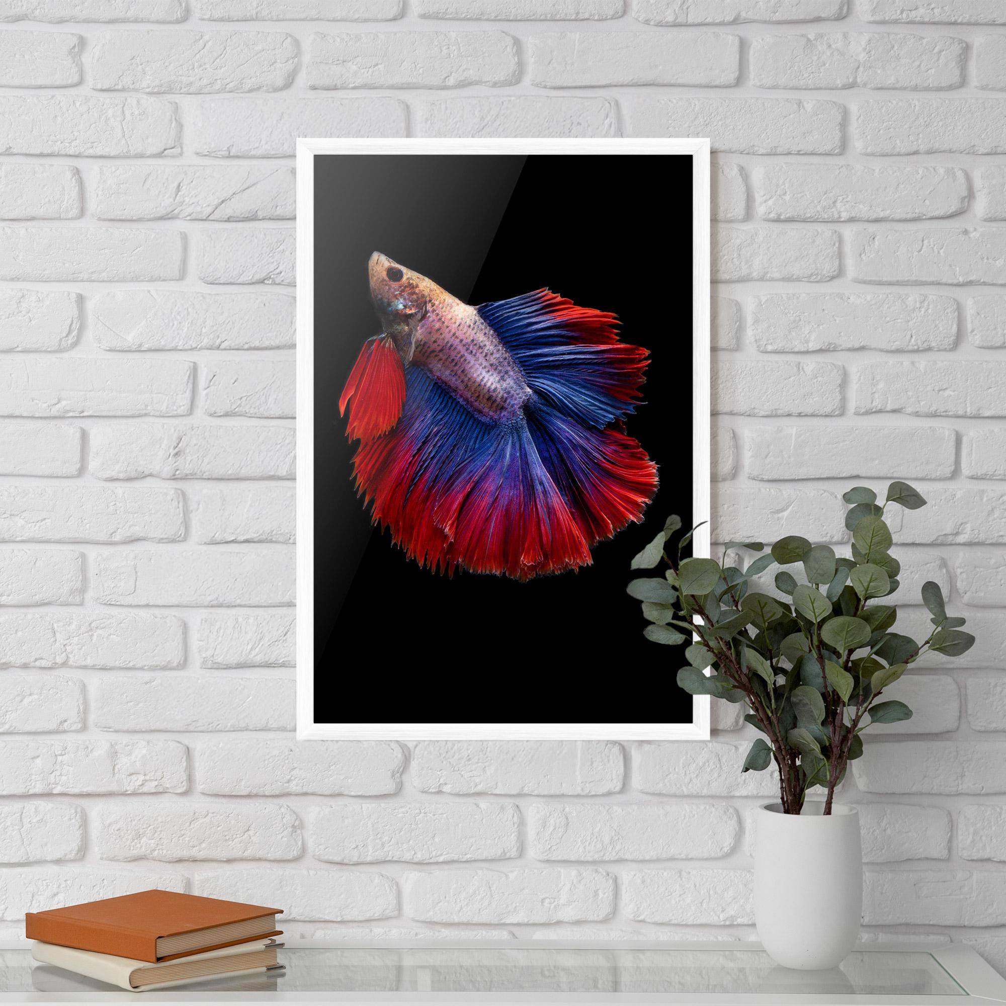 Plakat w Ramie Red Blue Betta mockup 5