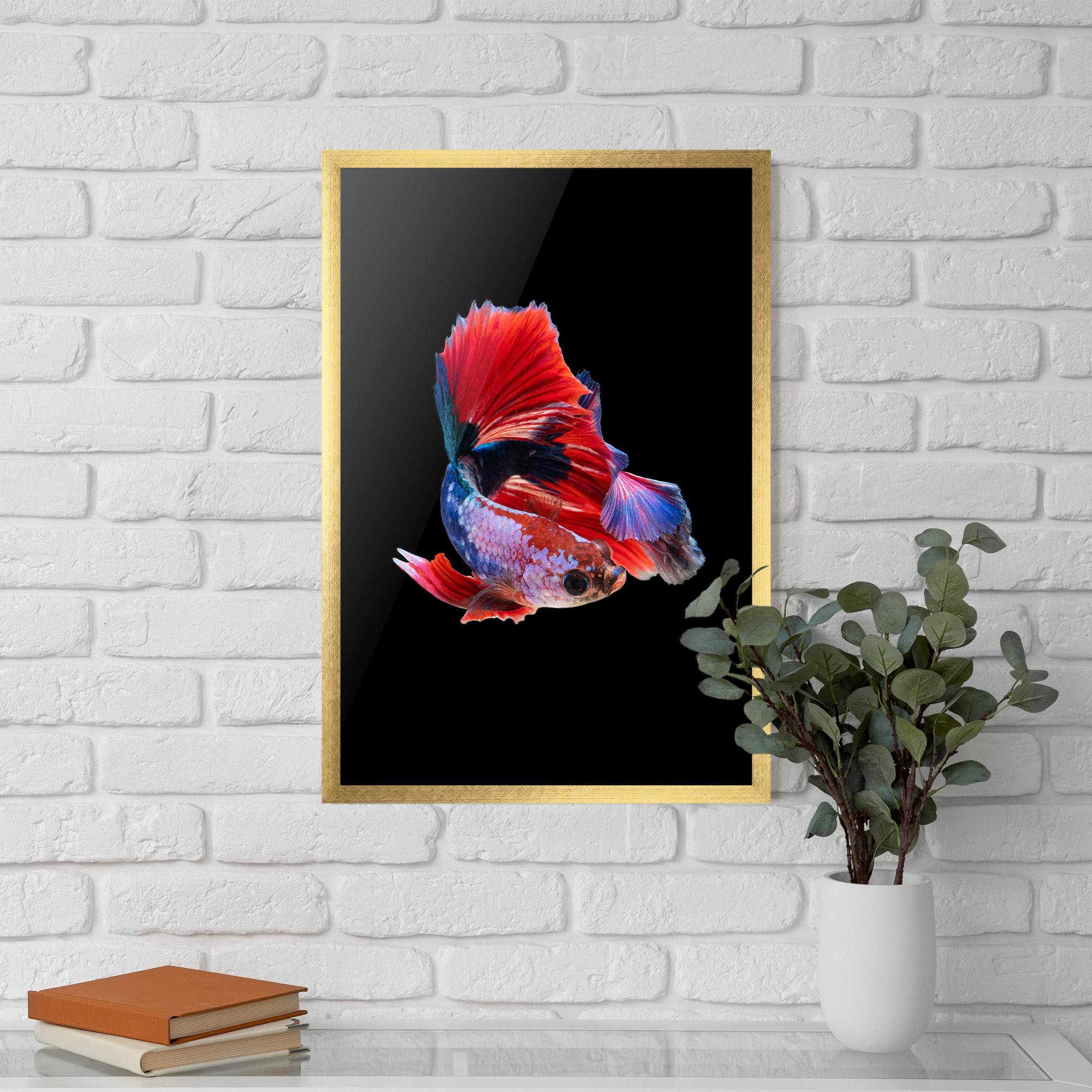Plakat w Ramie Red Black Betta mockup 5