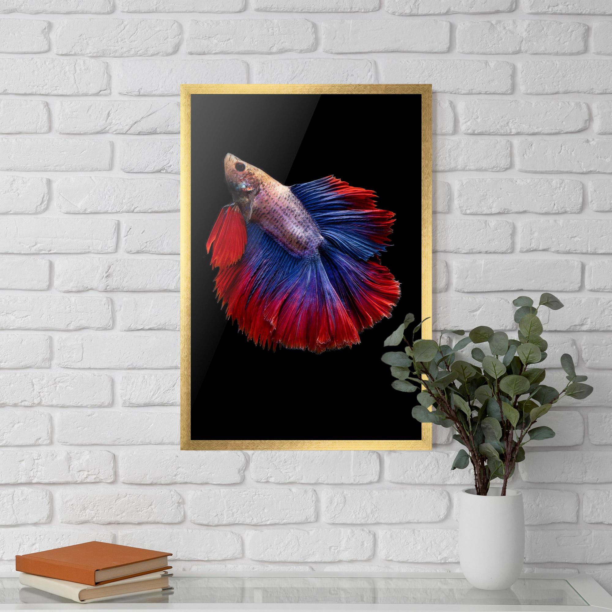 Plakat w Ramie Red Blue Betta mockup 5