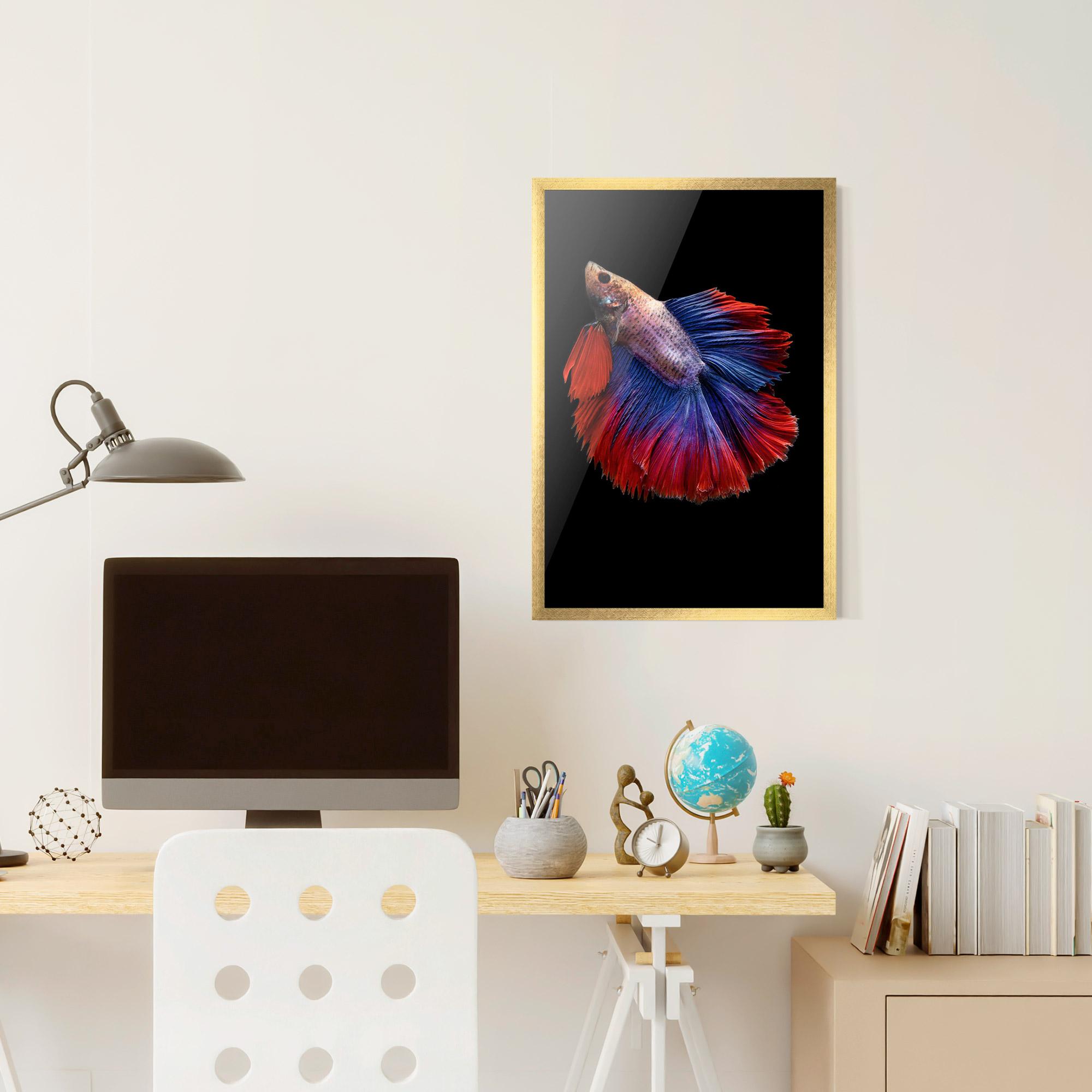 Plakat w Ramie Red Blue Betta mockup 6