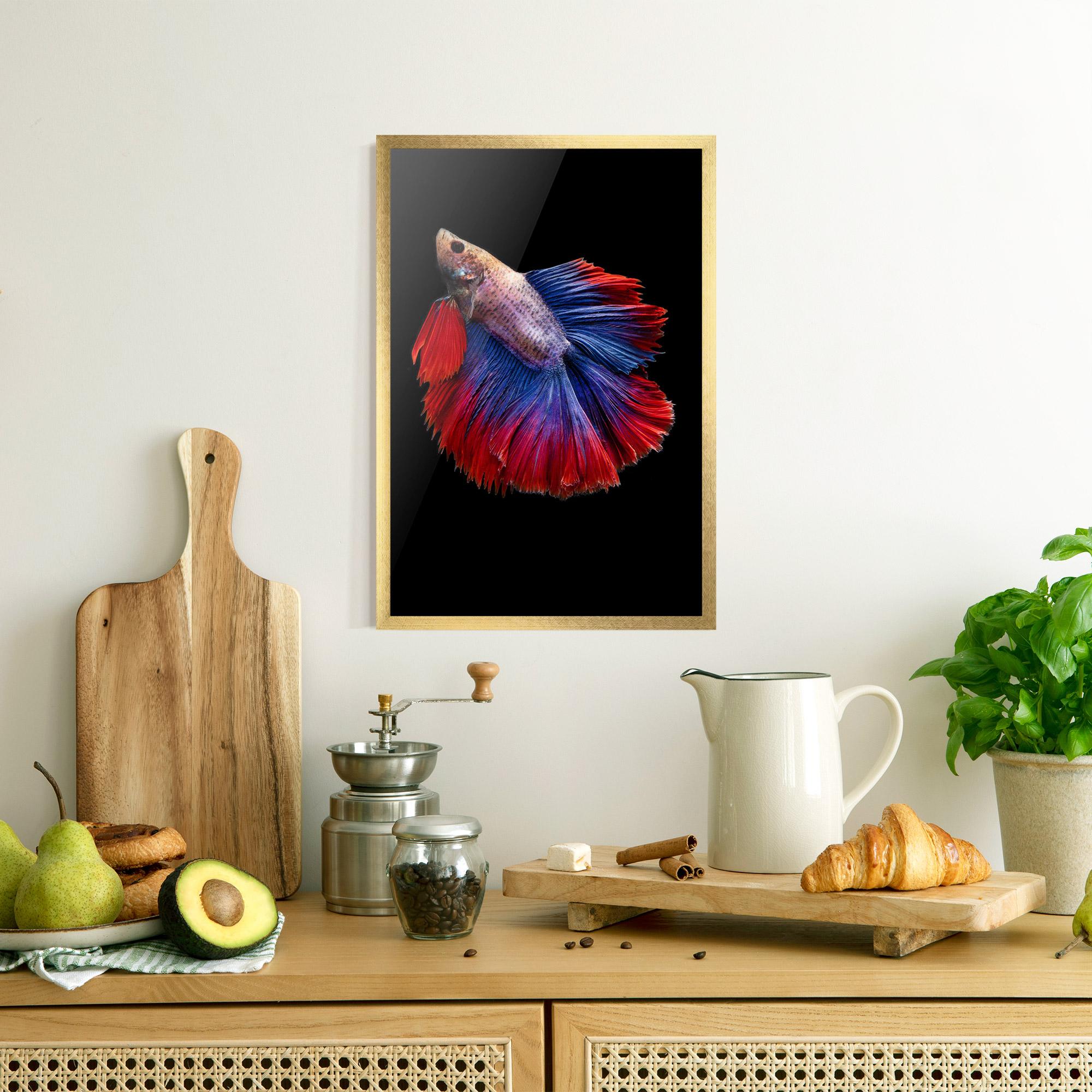Plakat w Ramie Red Blue Betta mockup 8