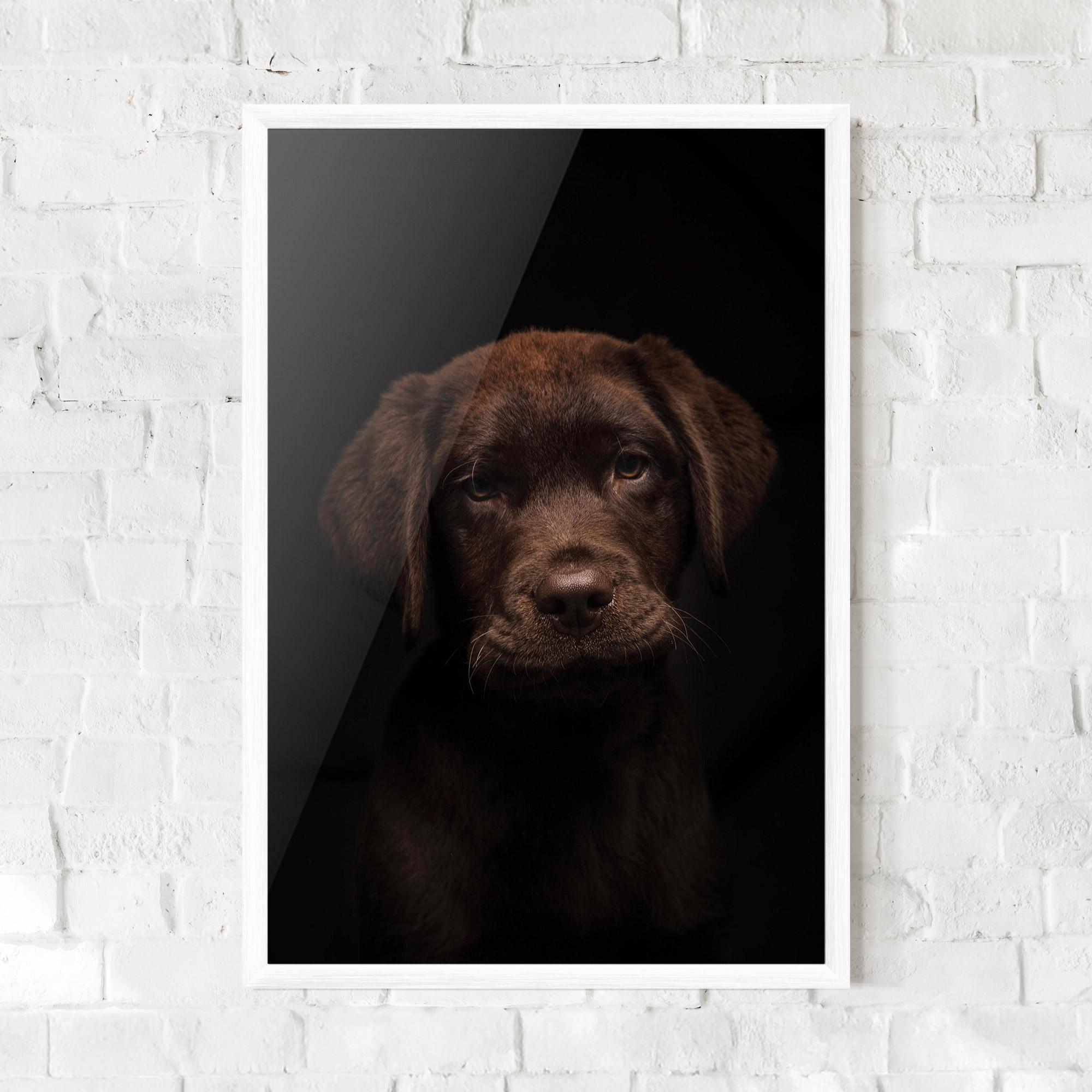 Plakat w Ramie Chocolate Labrador mockup 0