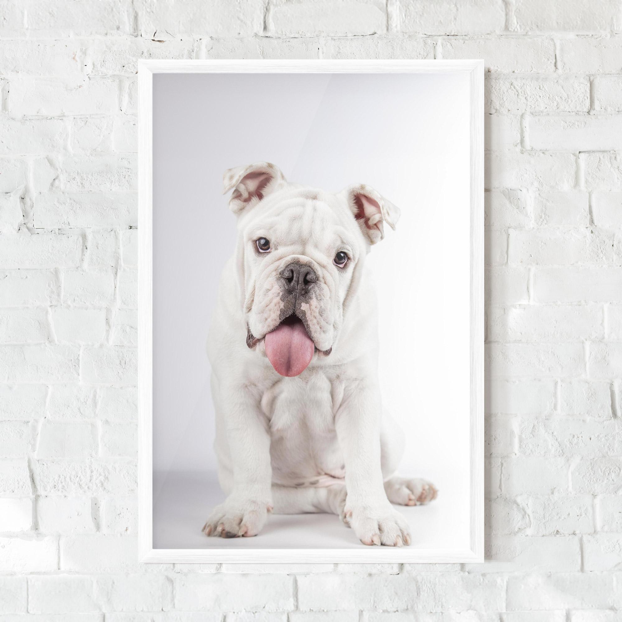 Plakat w Ramie English Bulldog mockup 0