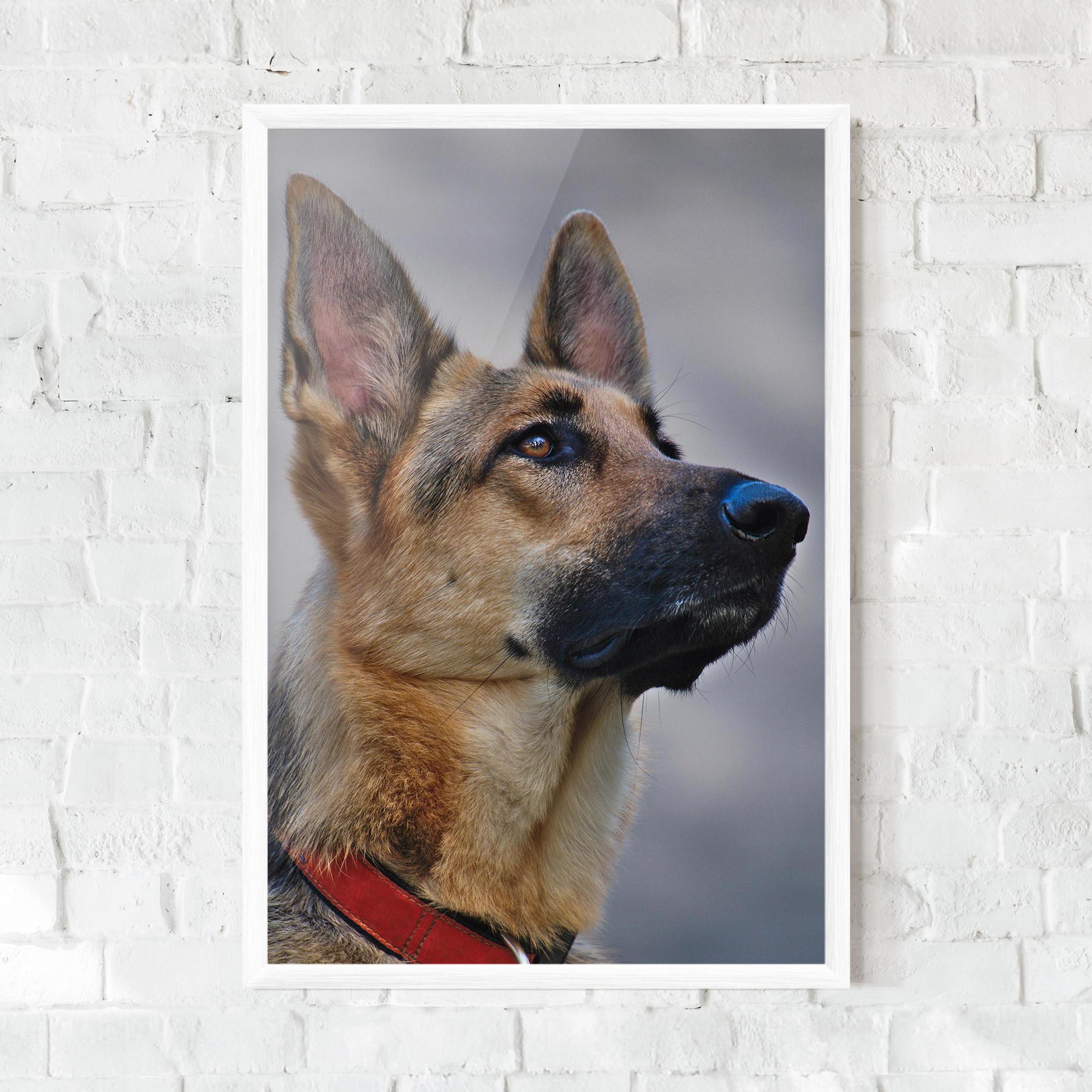 Plakat w Ramie German Shepherd mockup 0